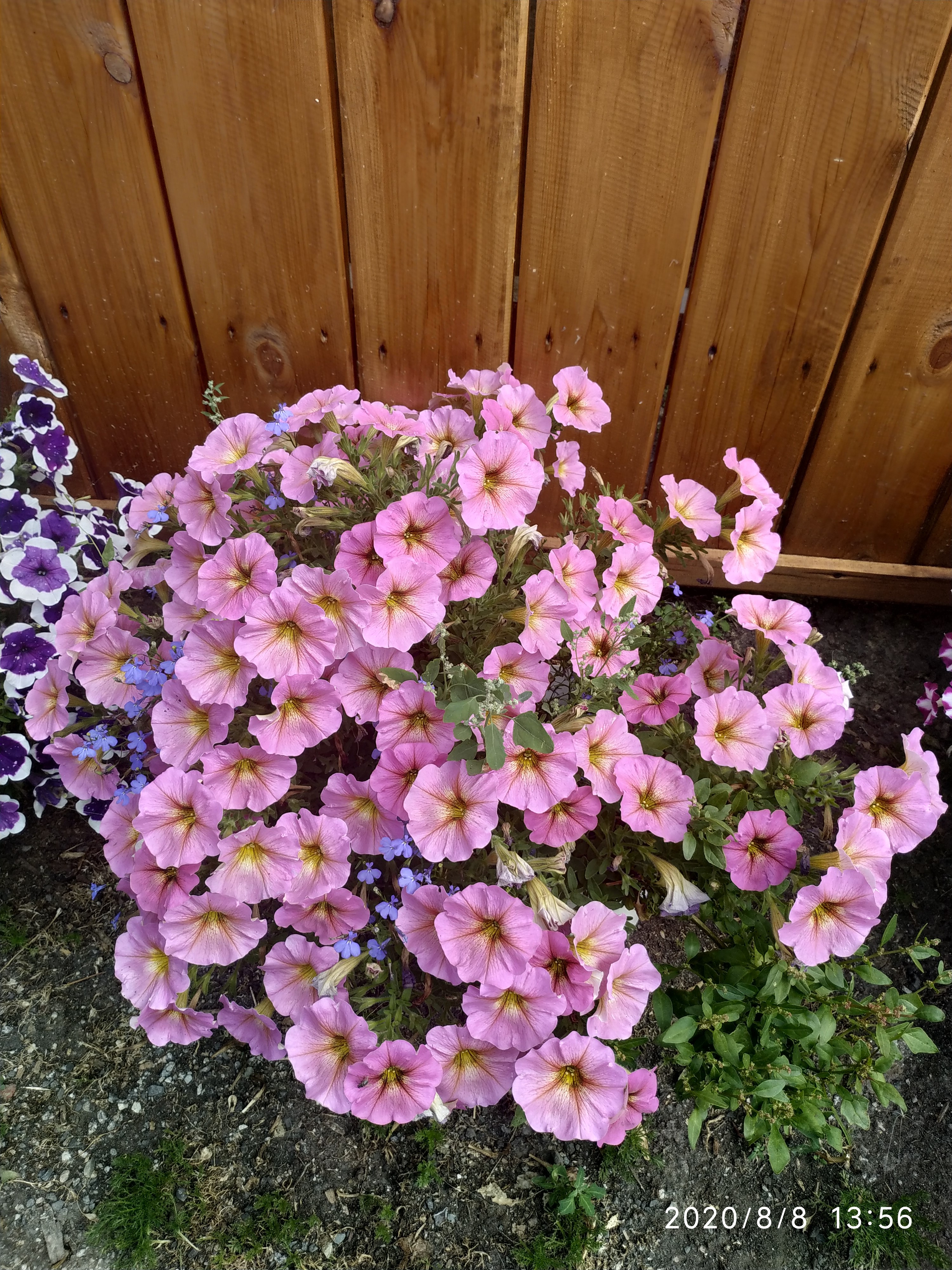 К-44. Петхоа SuperCal PRemium Sunray Pink