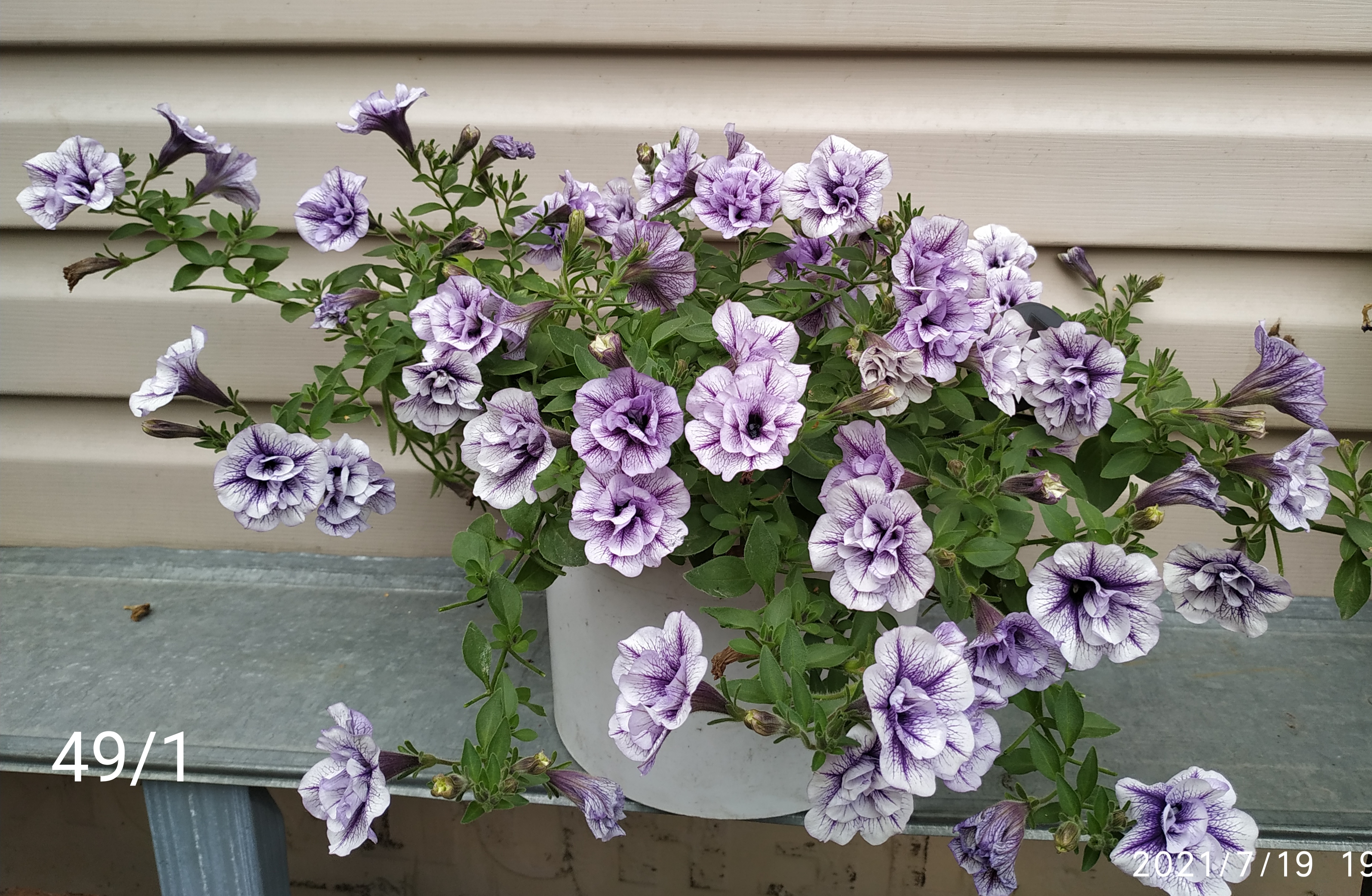 Петуния Tumbelina Priscilla (48)