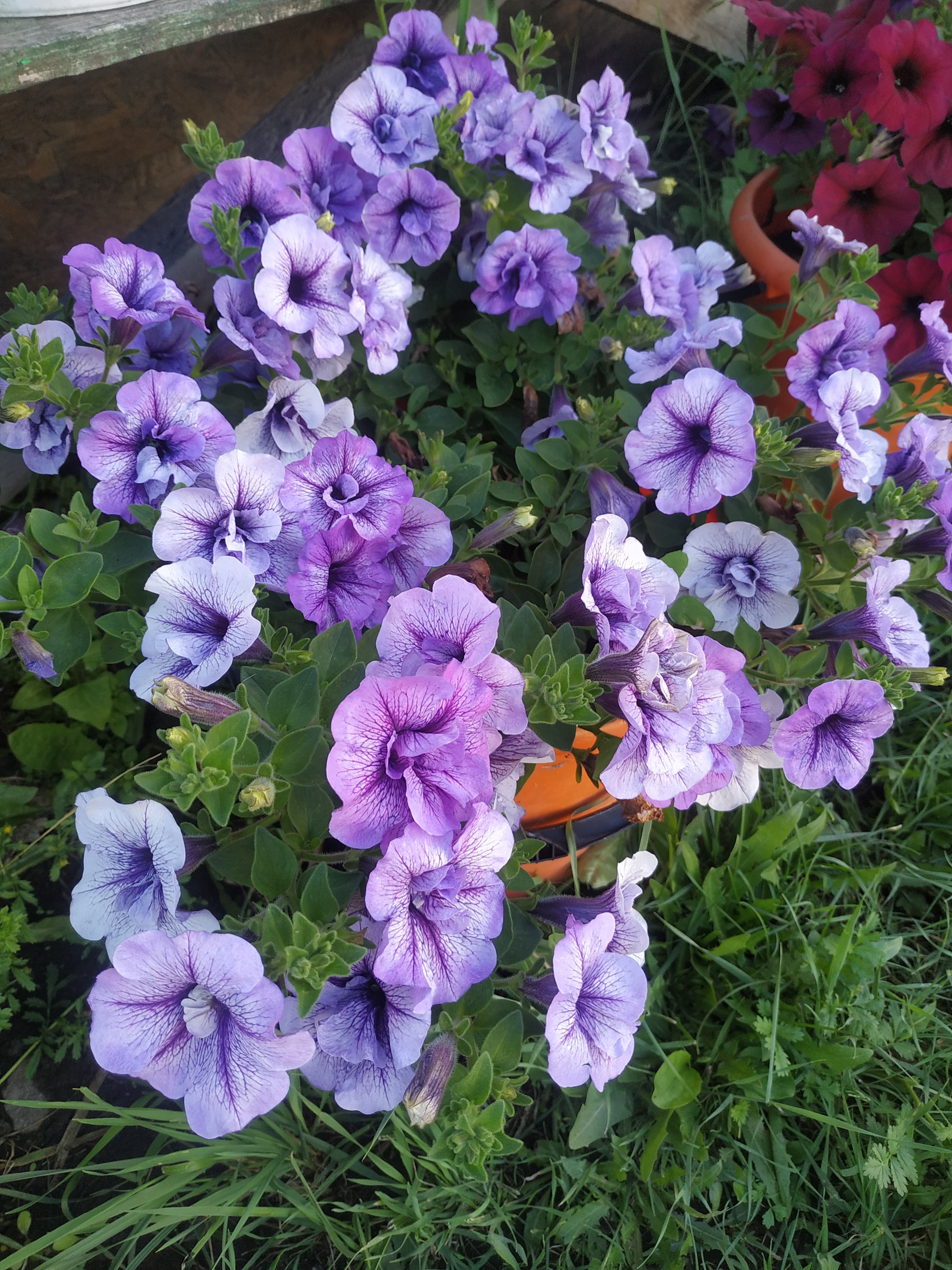 48. Tumbelina Priscilla