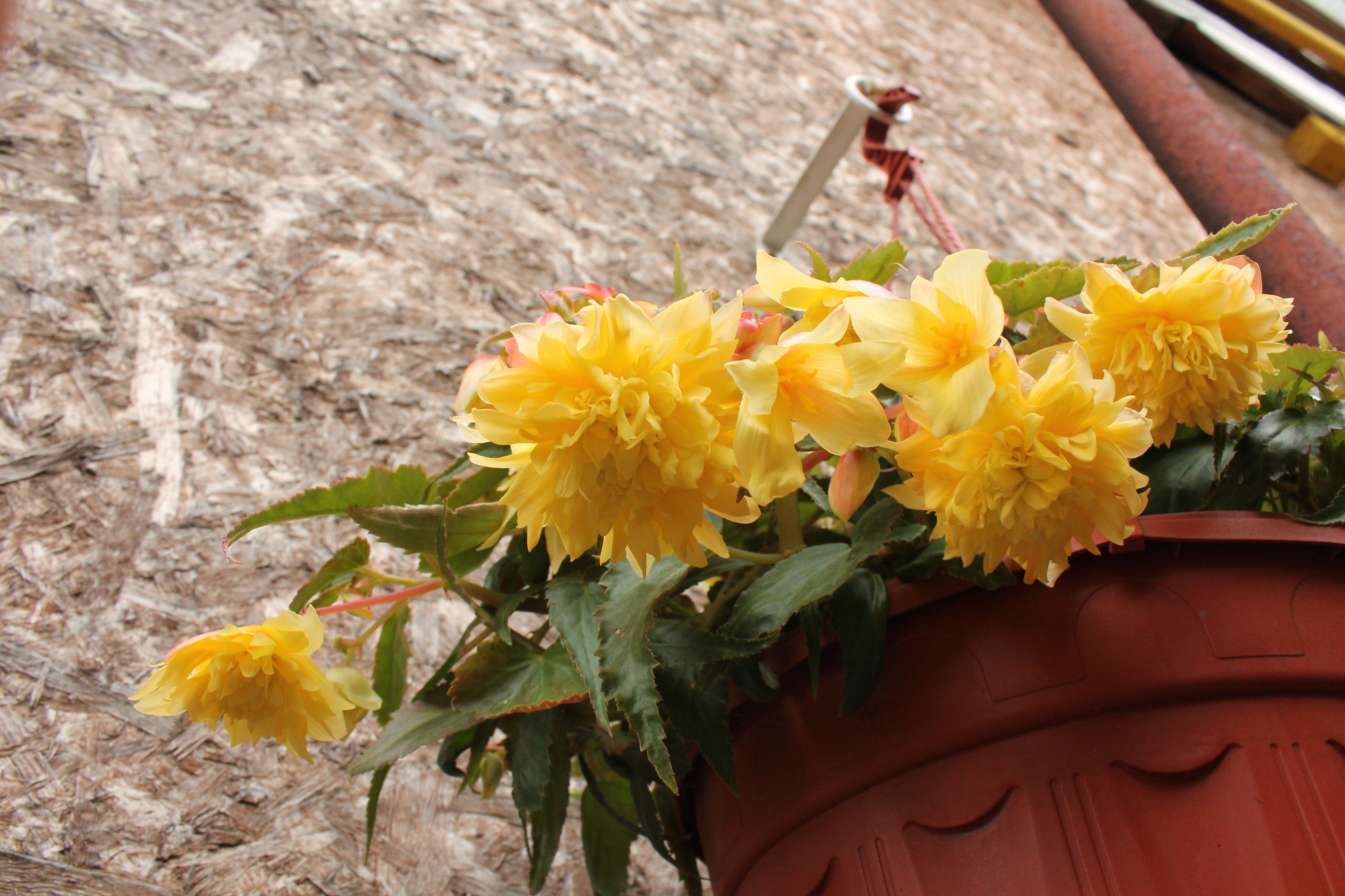 Belleconia citrus (5)