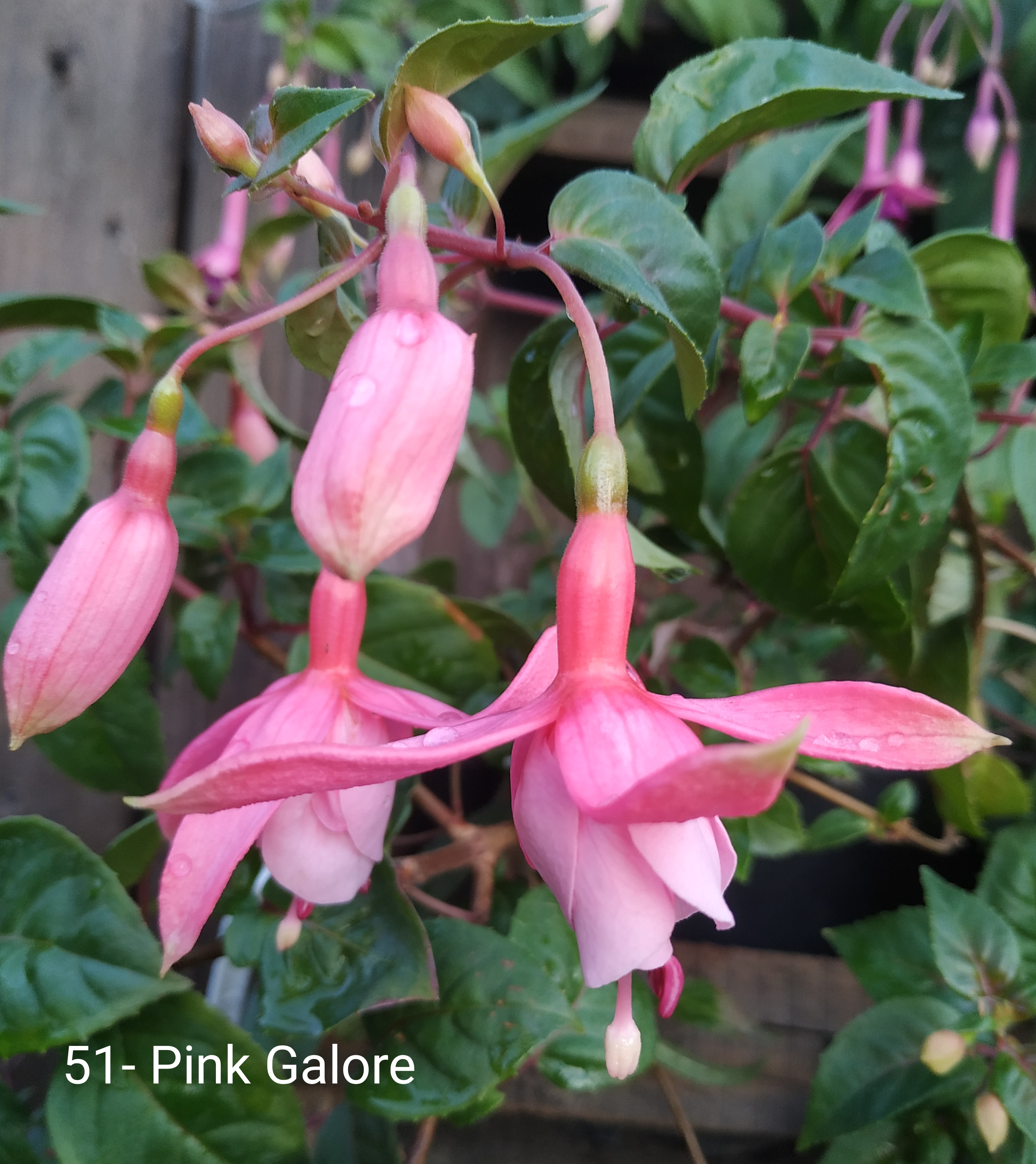 Pink Galore
