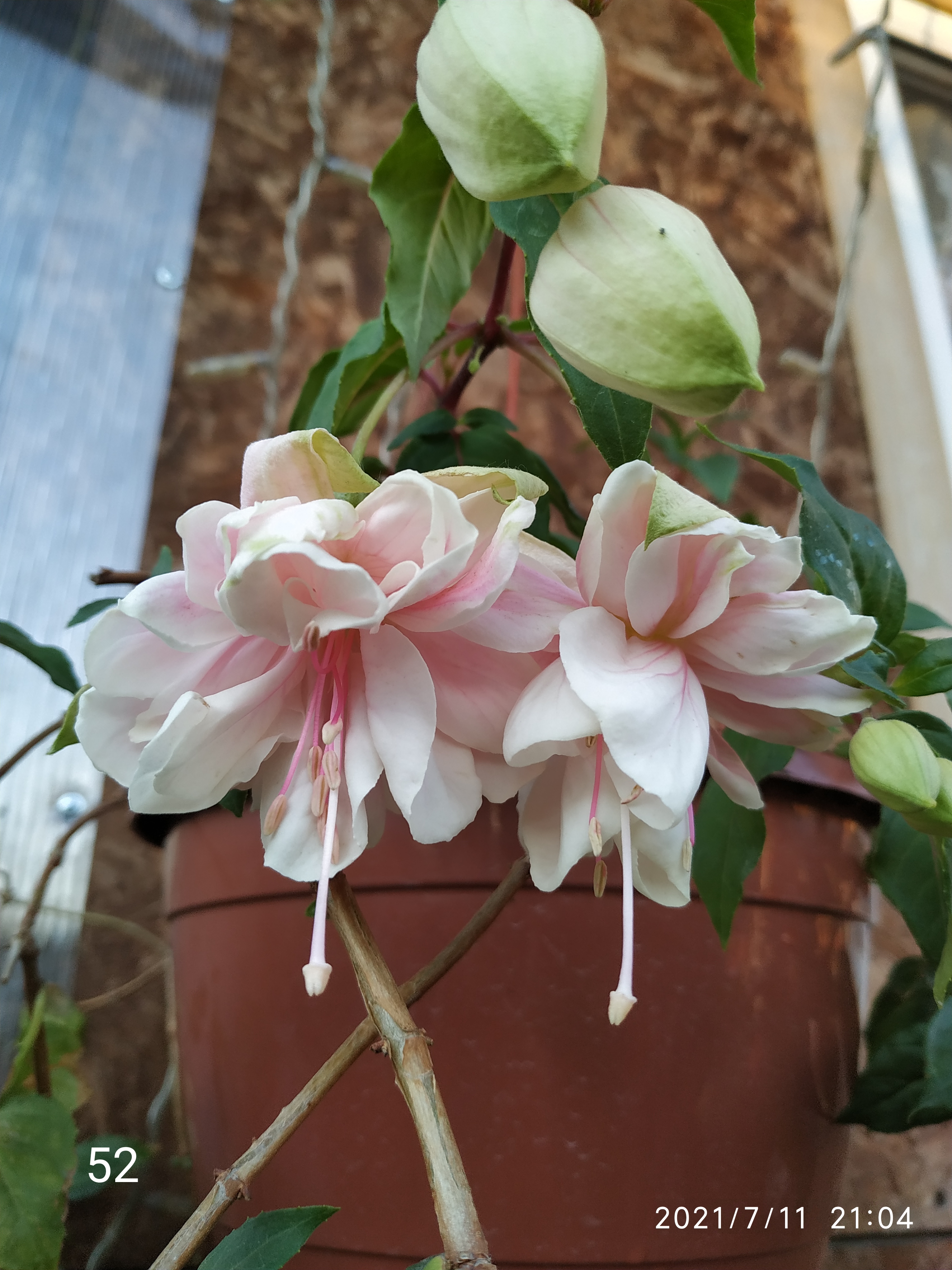 Pink Marshmallow