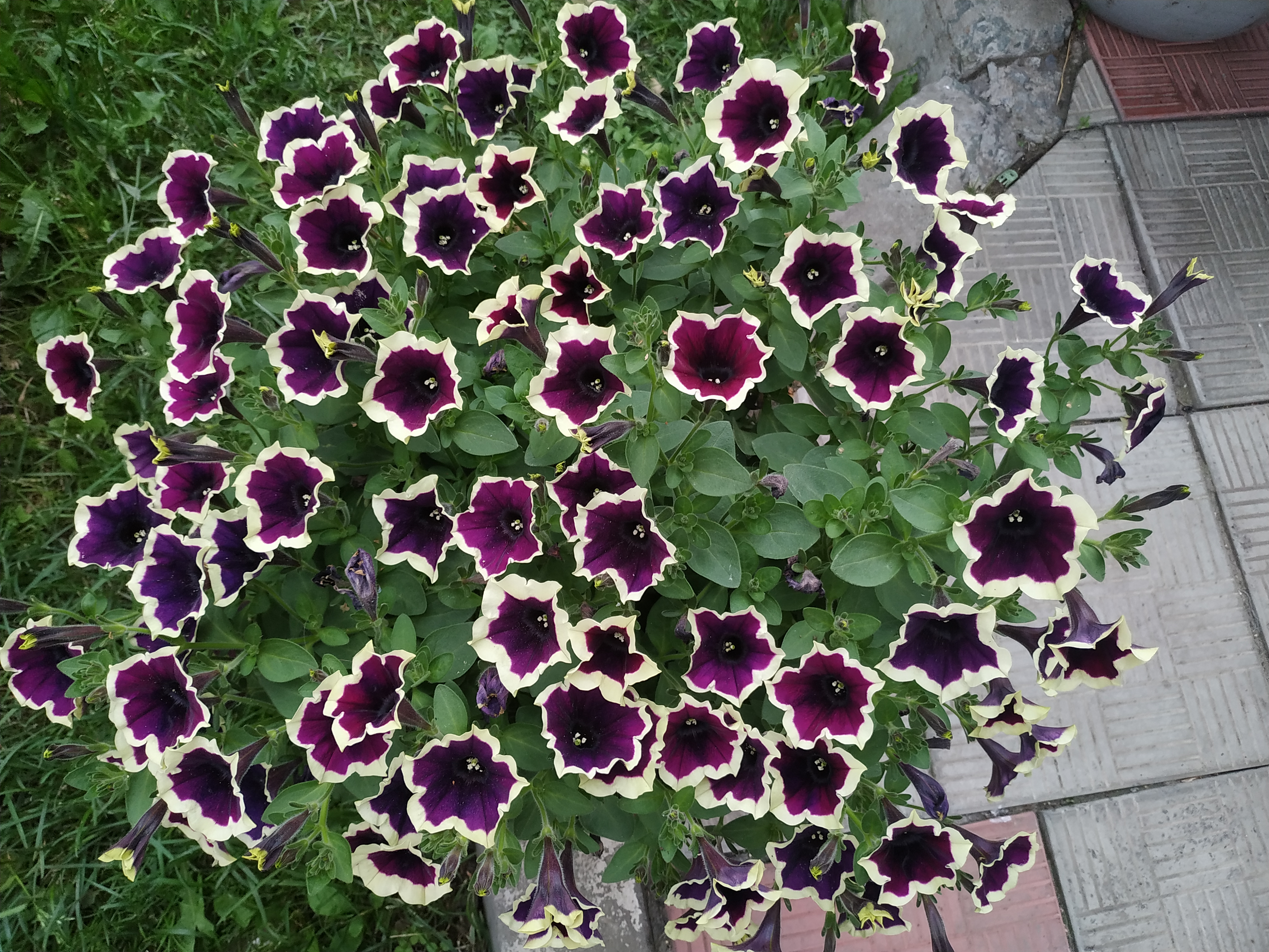 Петуния Cascadias Rim Magenta (54)