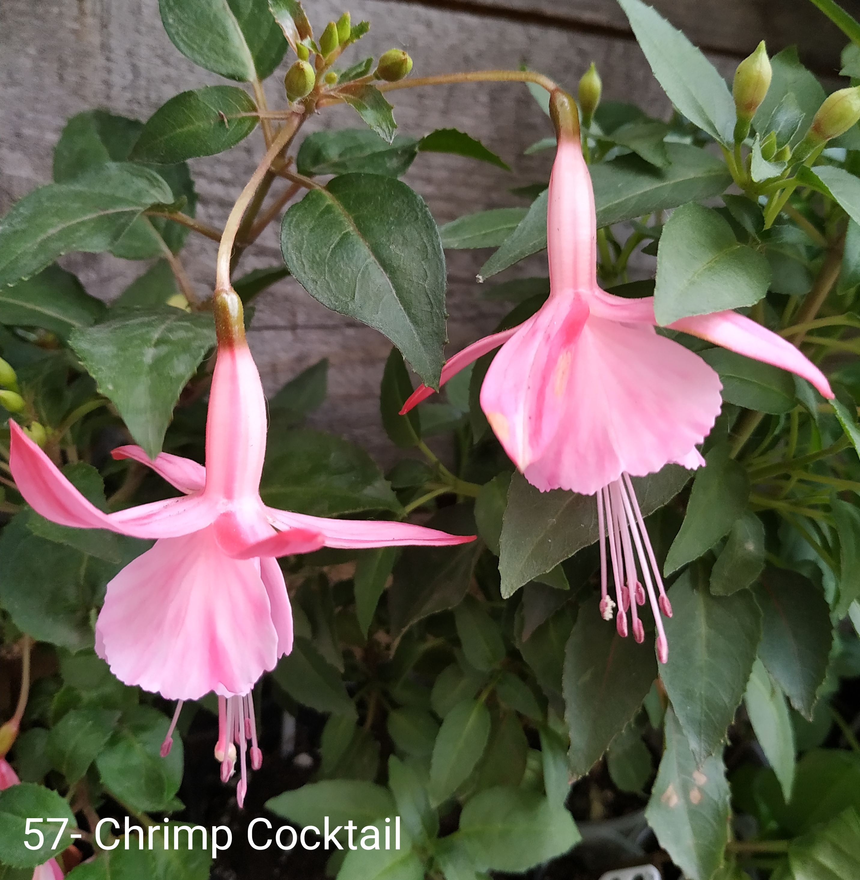 Shrimp Cocktail (57)