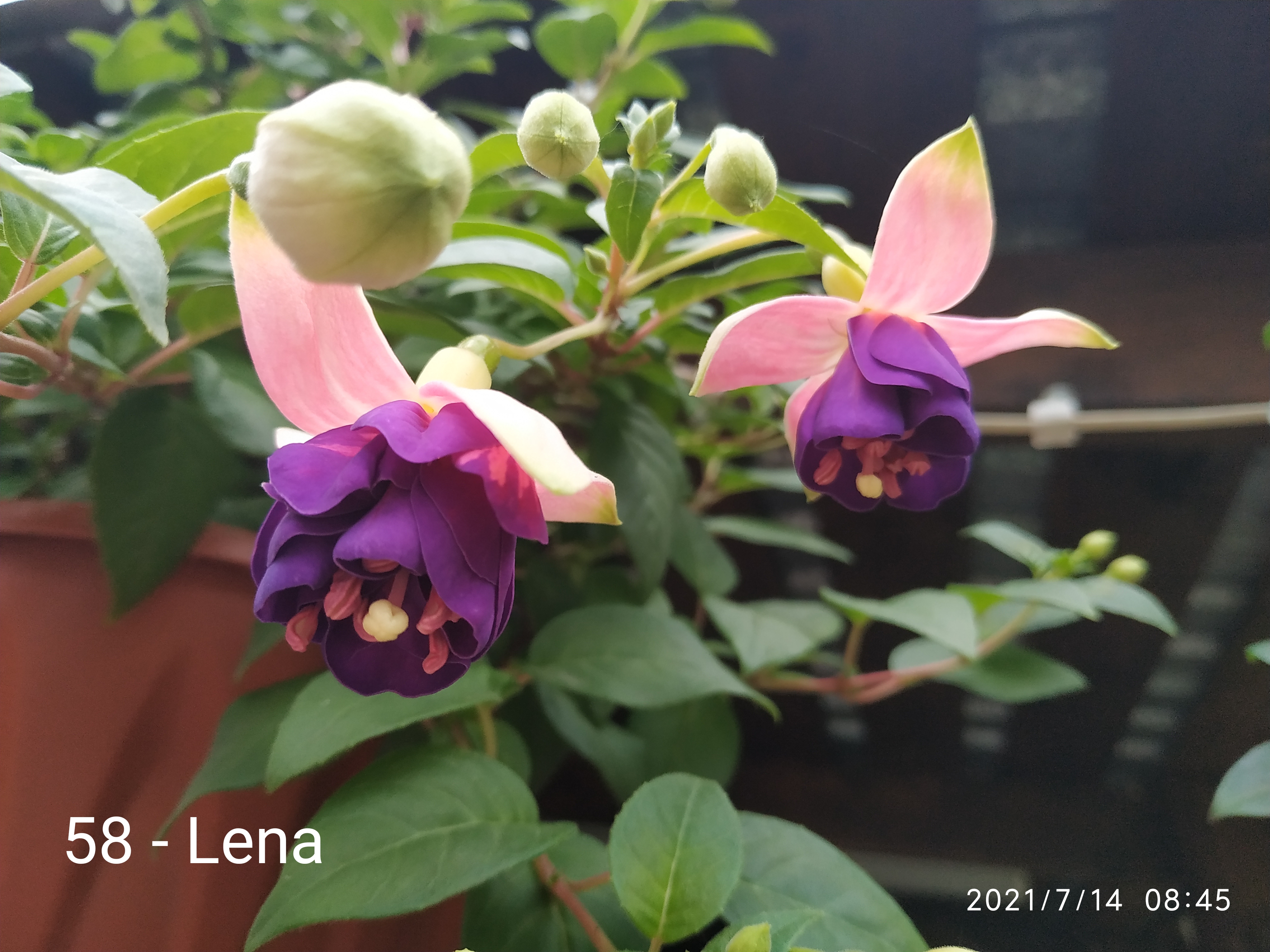 Lena (58)