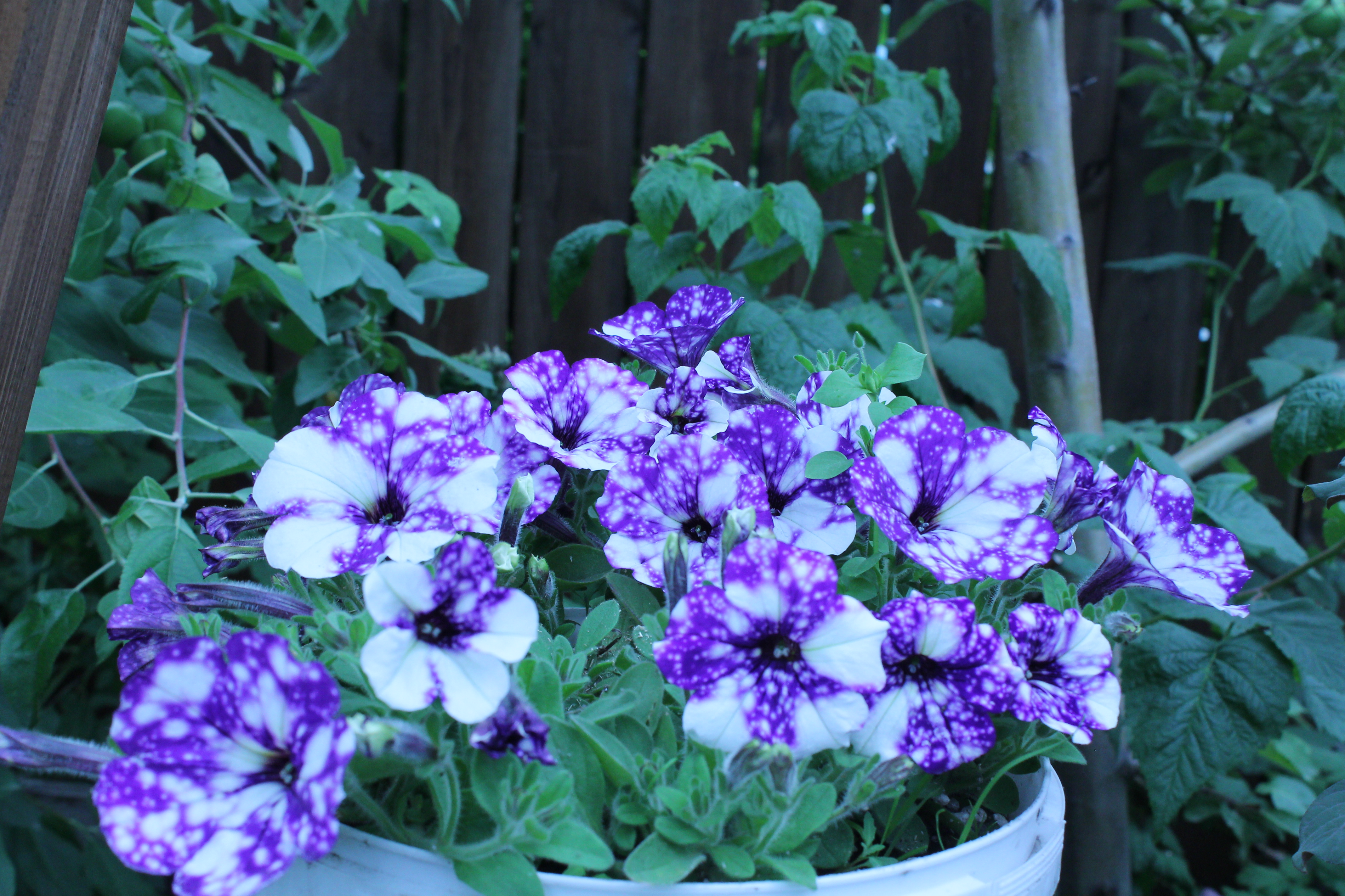 Петуния NightSky (58)