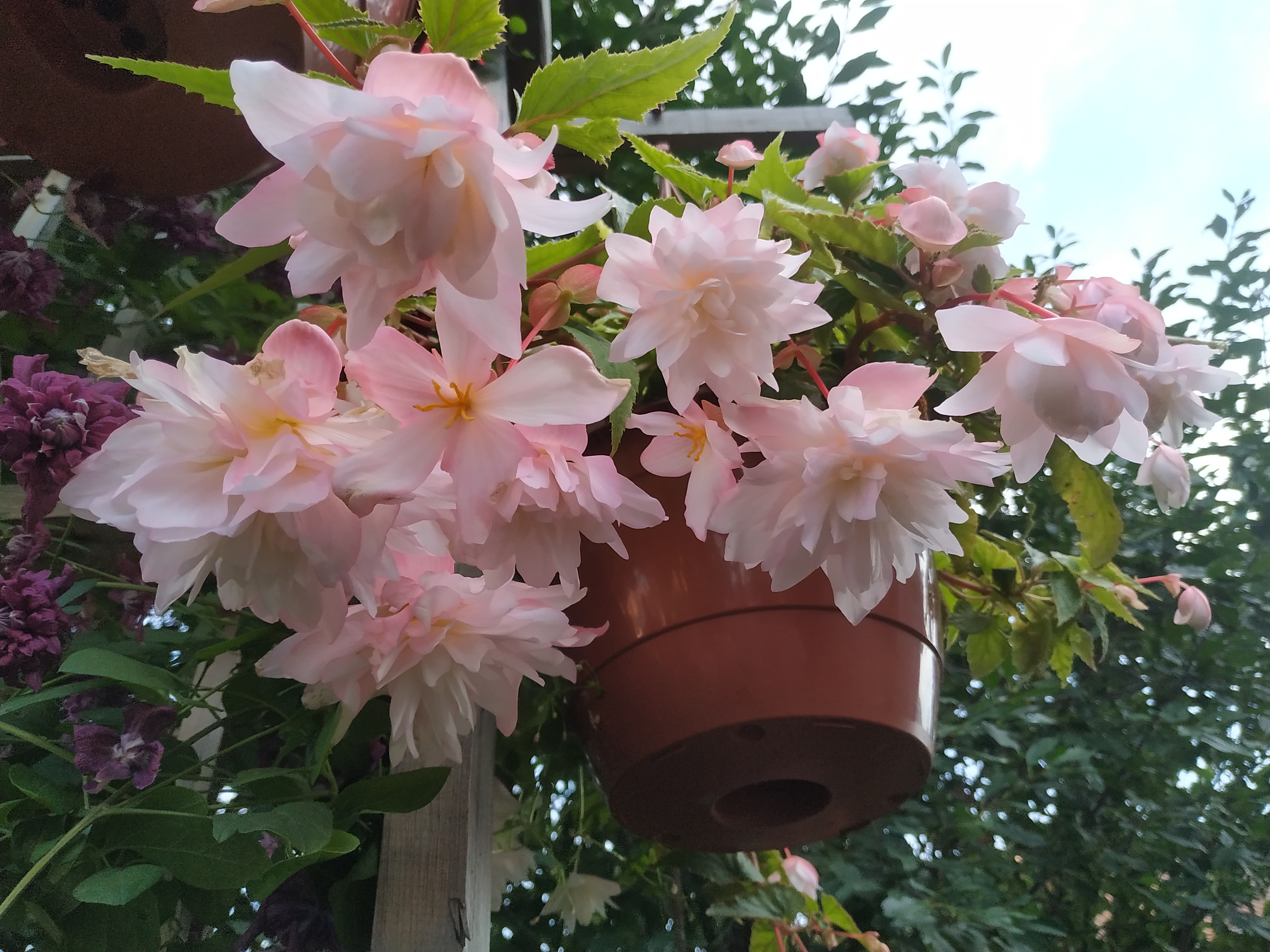 Belleconia Apricot Blush