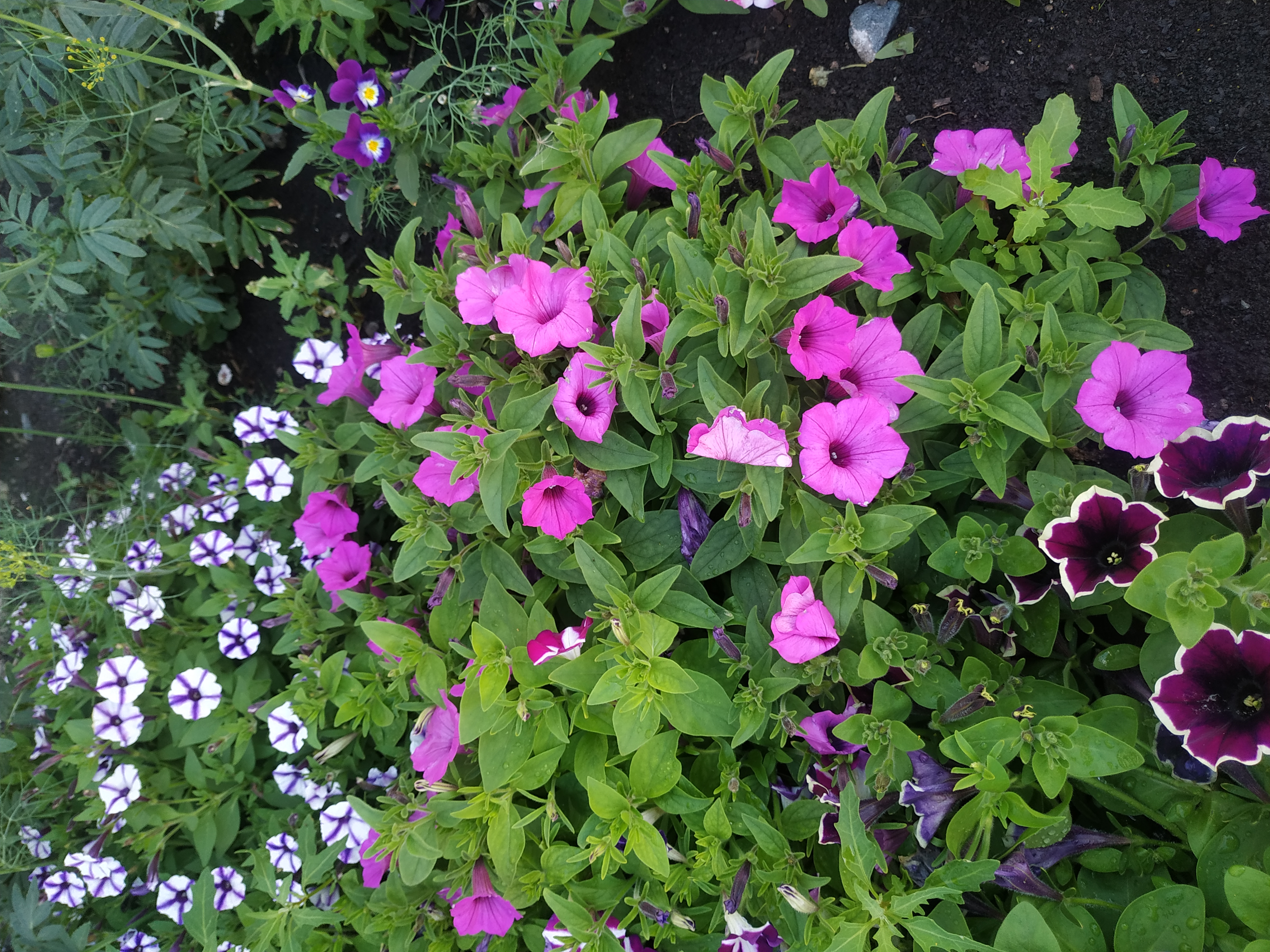 Vista Jazzberry (63)