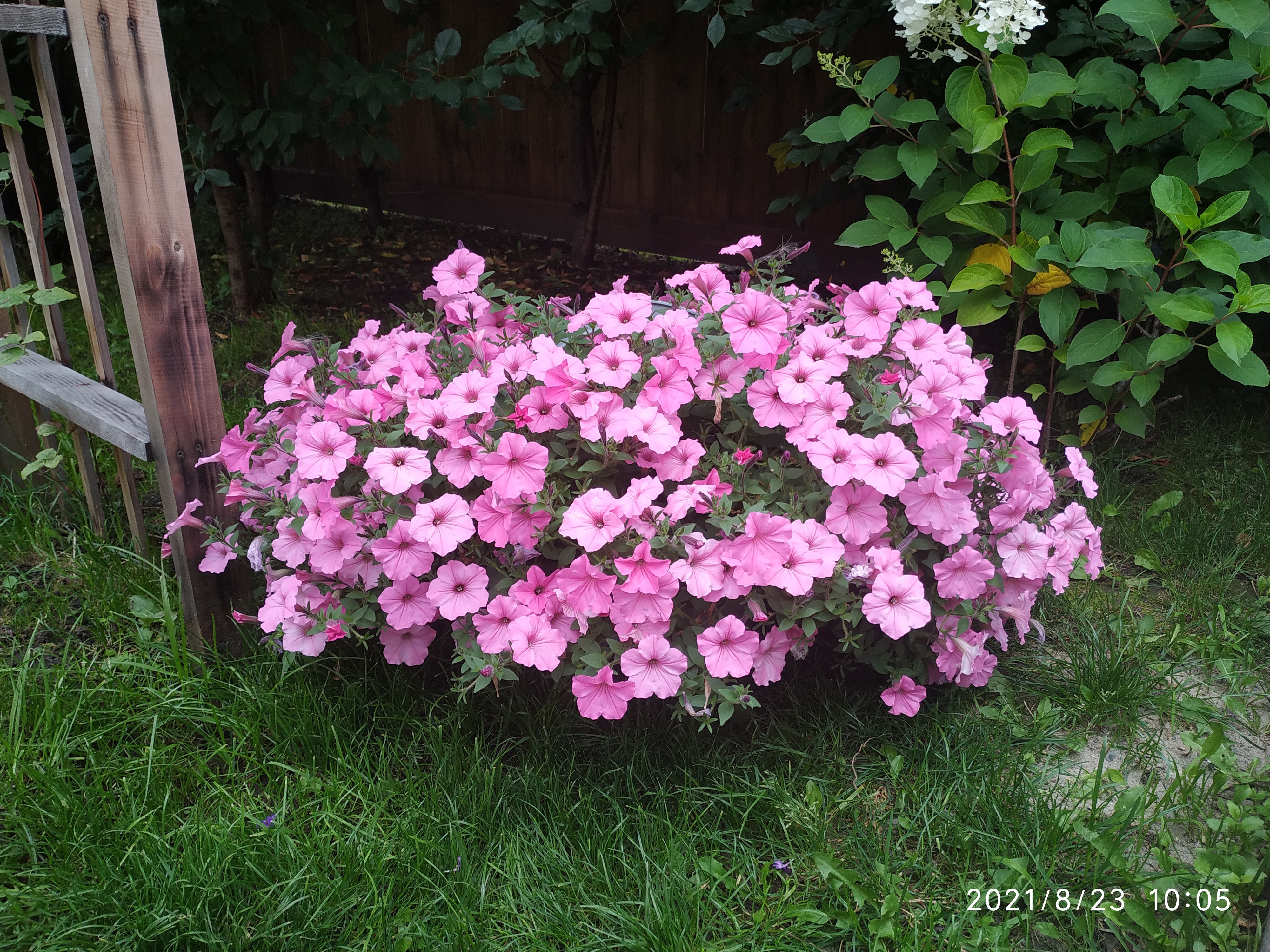 Петуния Vista Bubblegum (66)