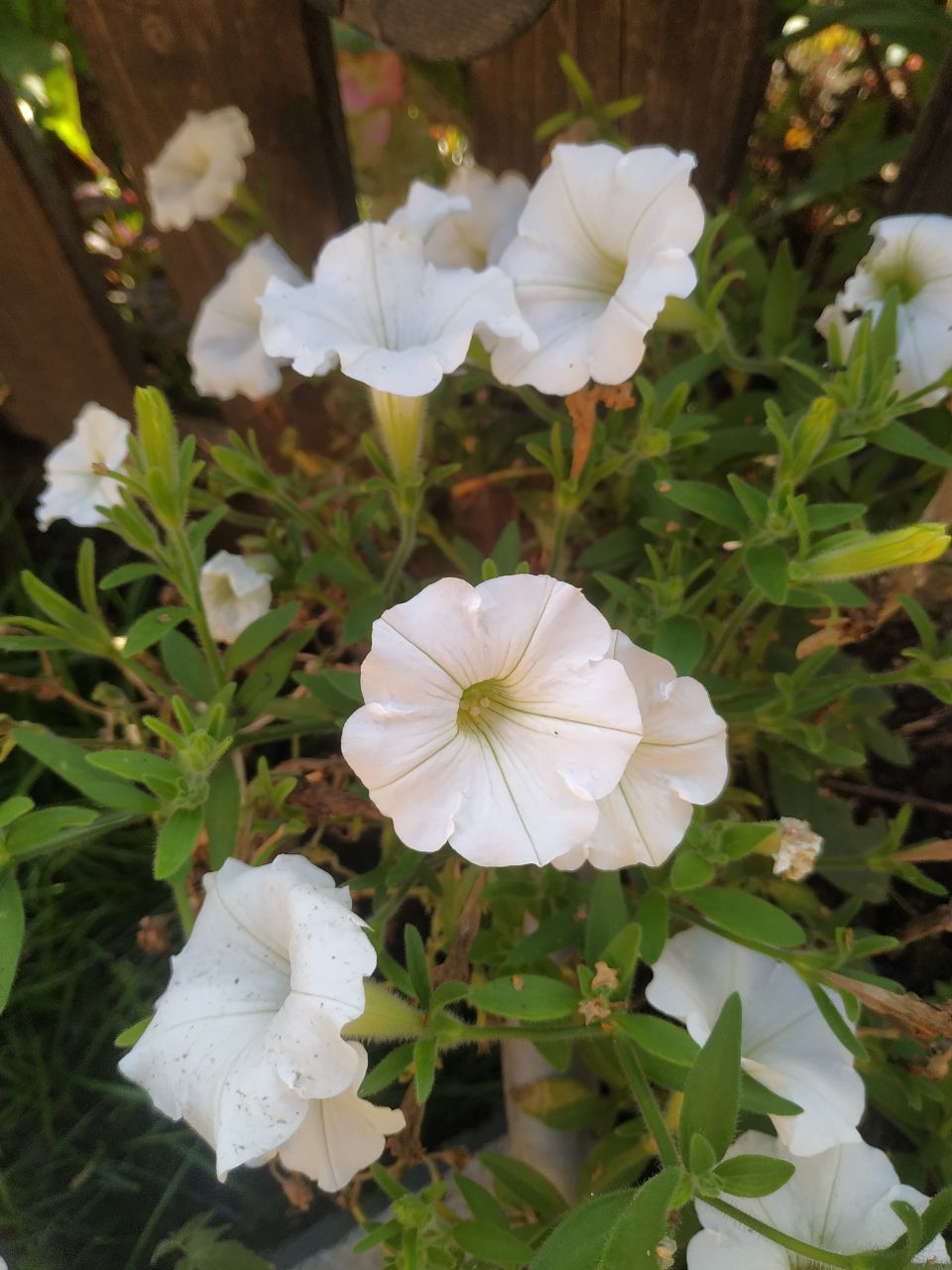 67. Vista Snow Carpet