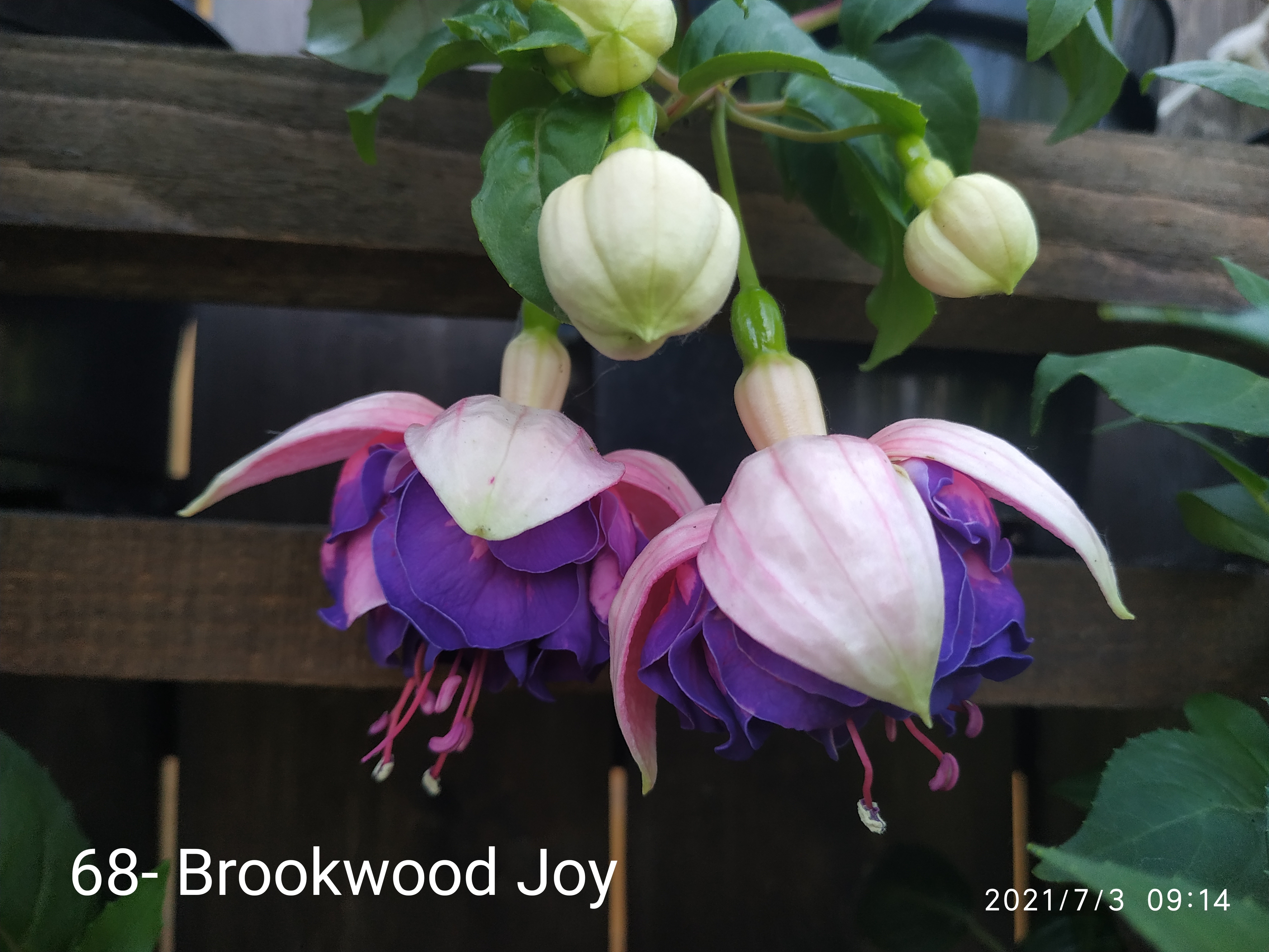 Brookwood Joy (68)