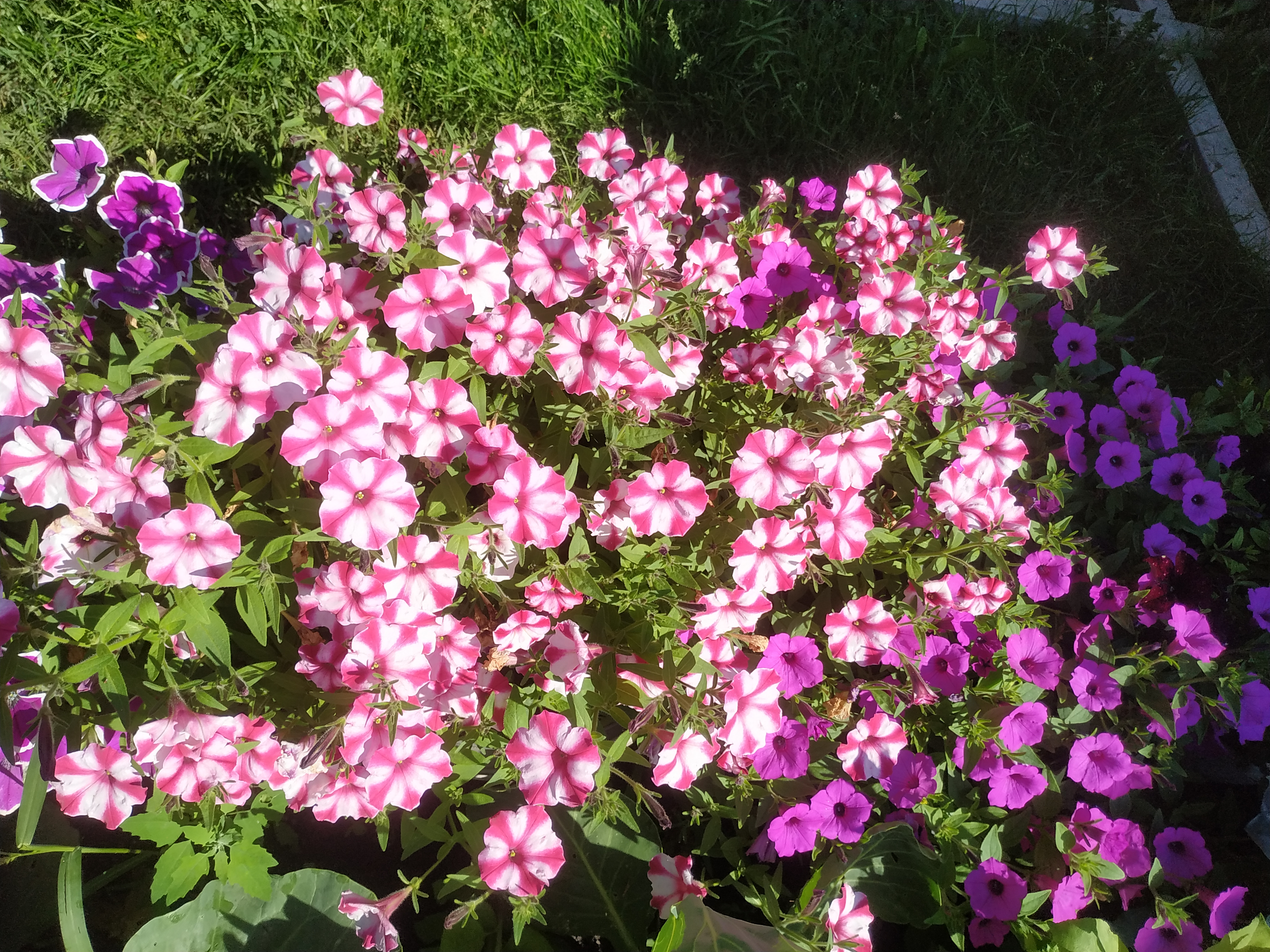 Петуния Vista Candy (68)