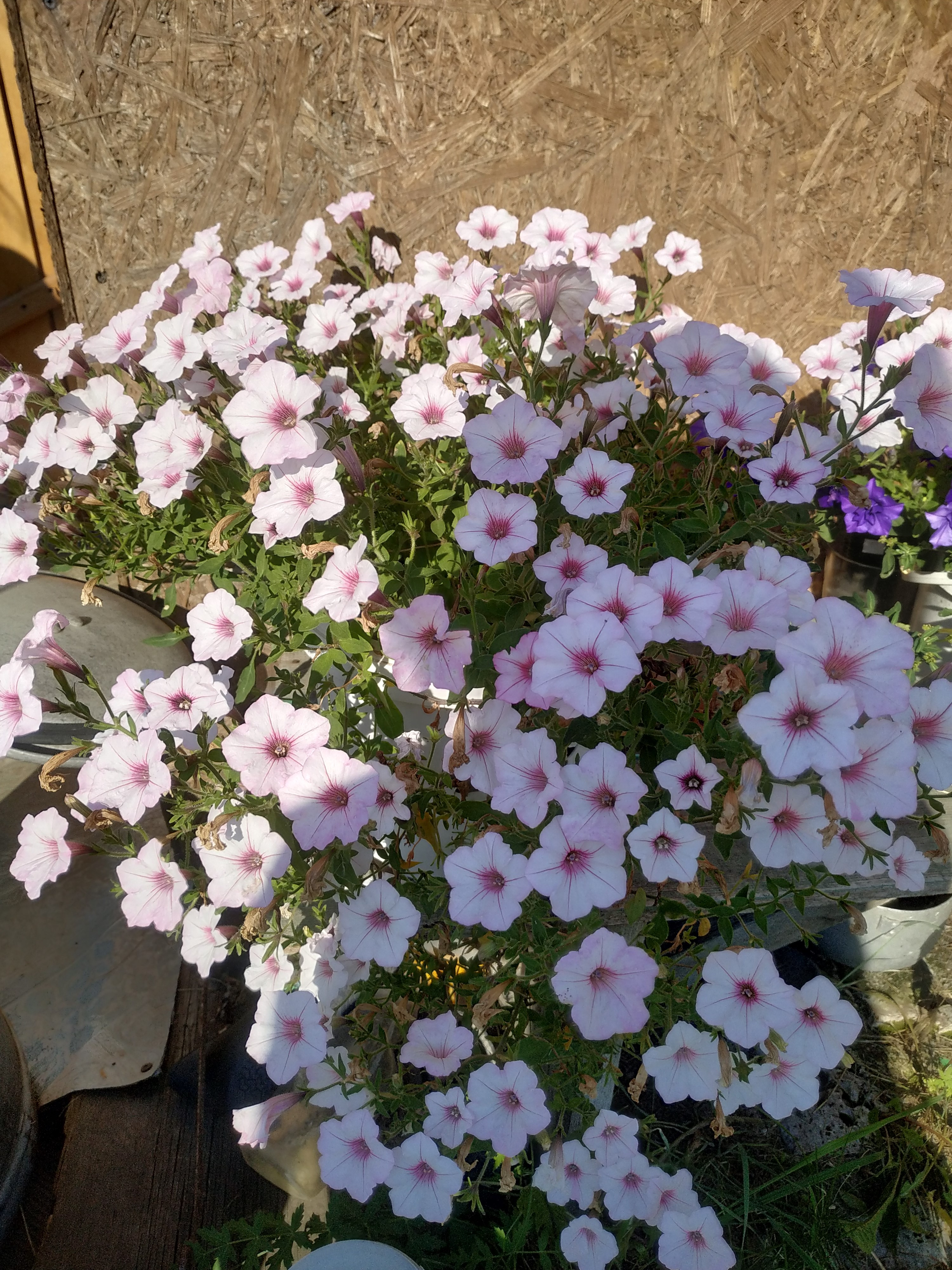 69. Vista Silverberry