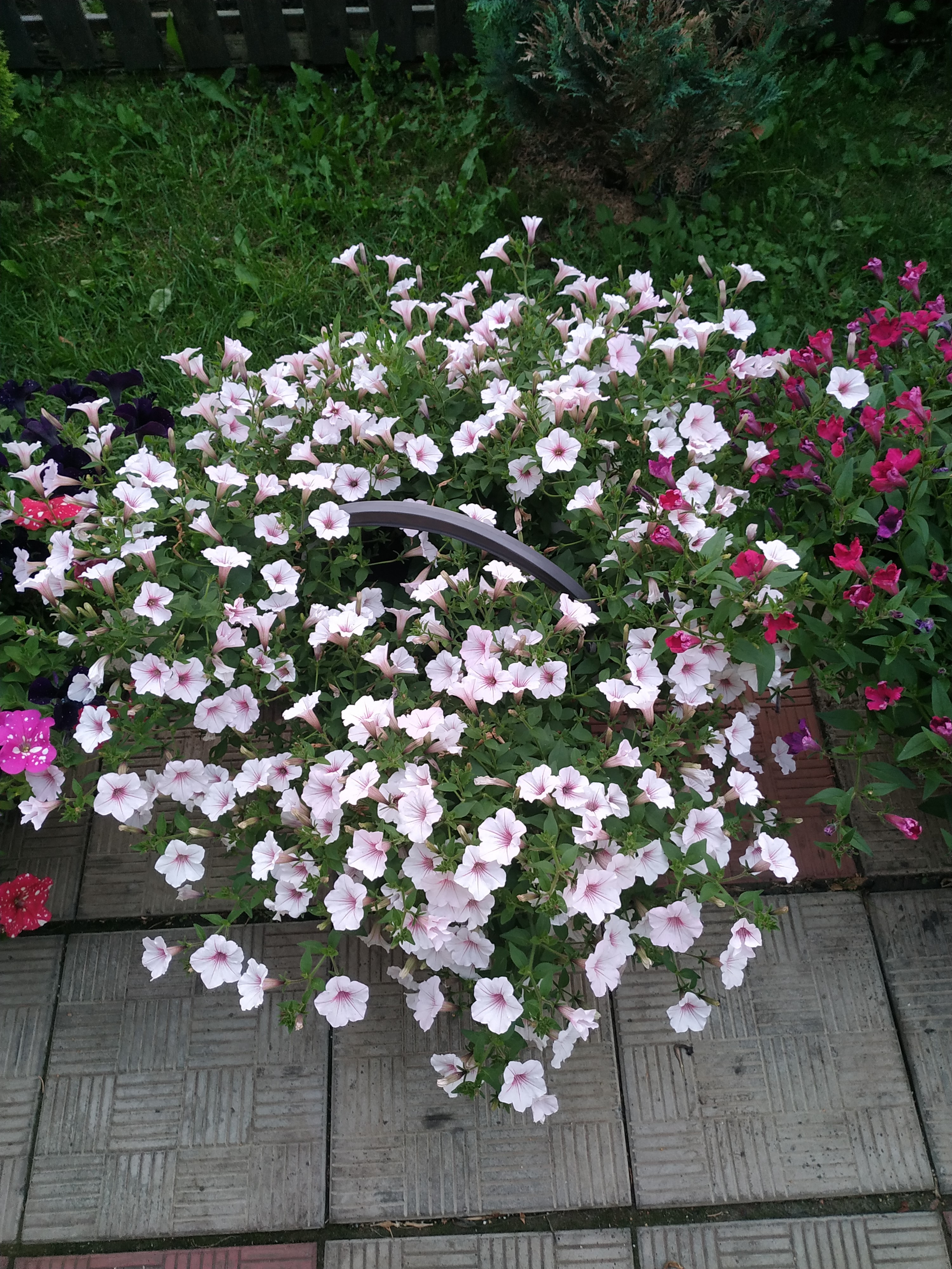 Петуния Vista Silverberry (69)