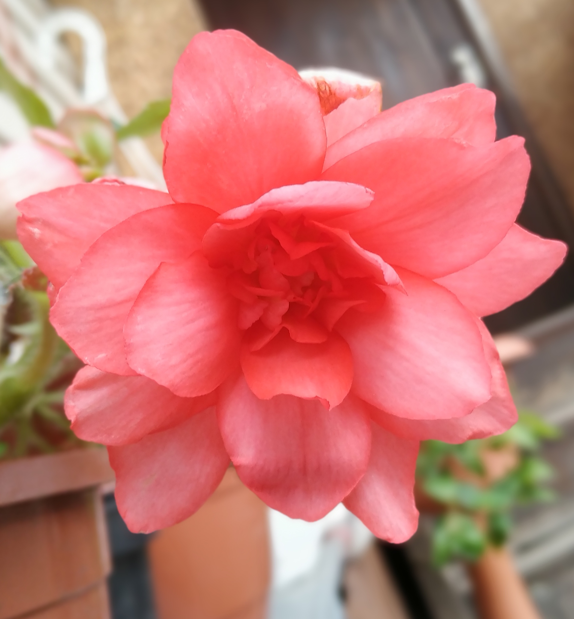 I´CONIA Miss Malibu (7)