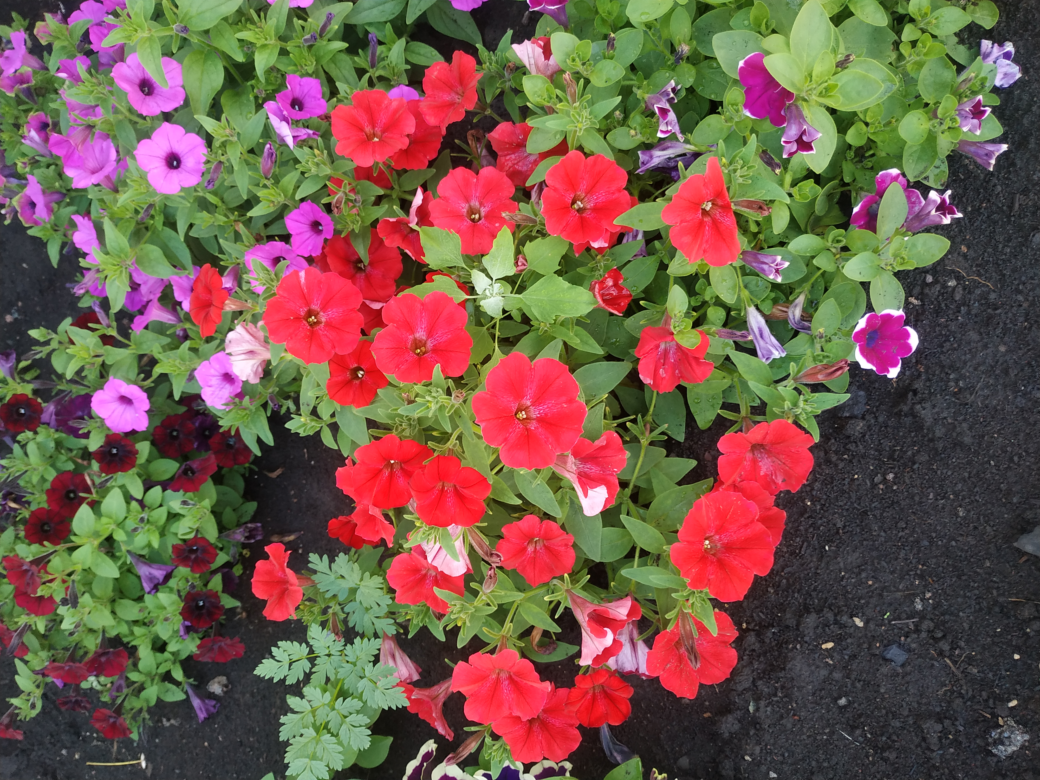 Petunia Vista Strawberry (71)