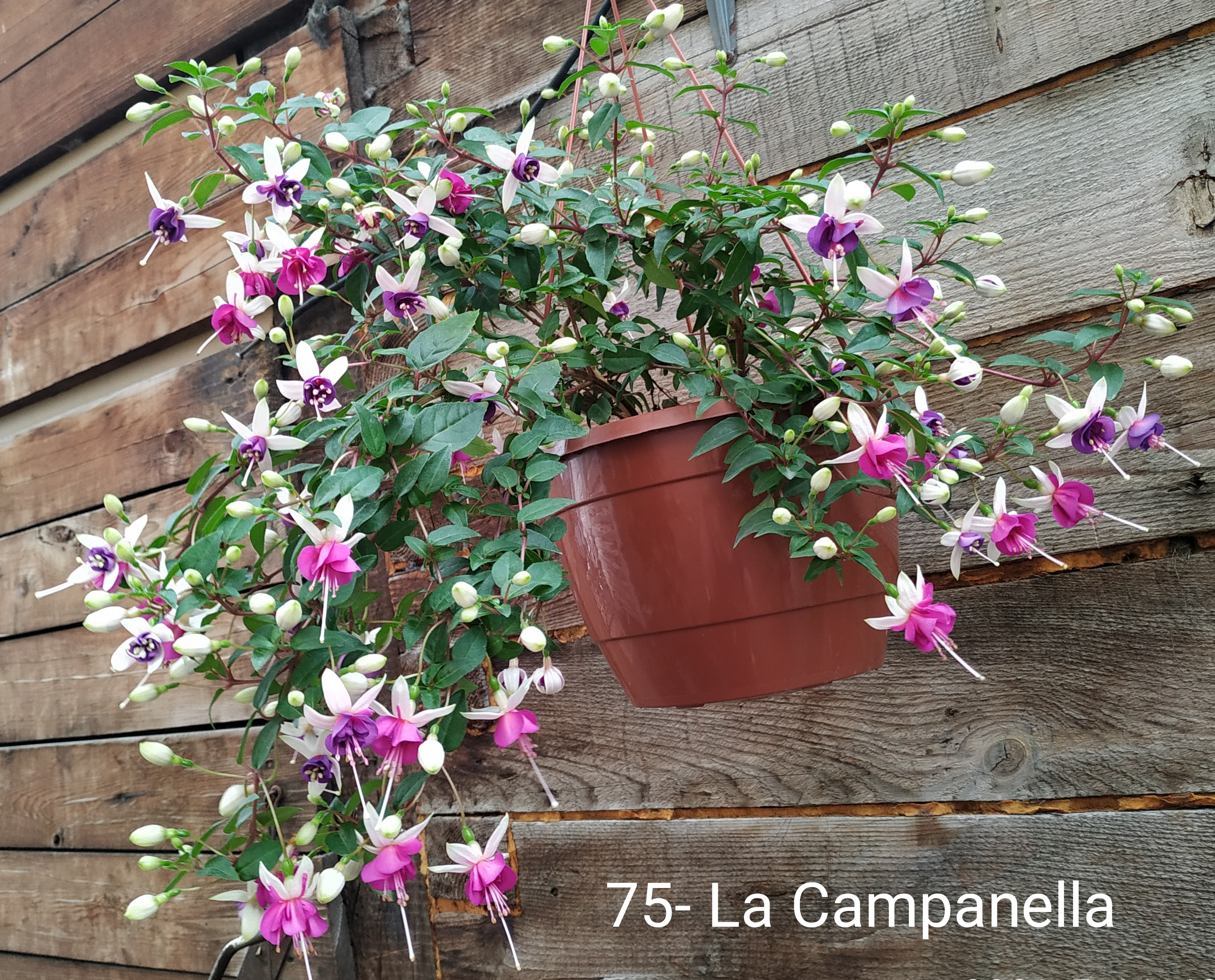La Campanella
