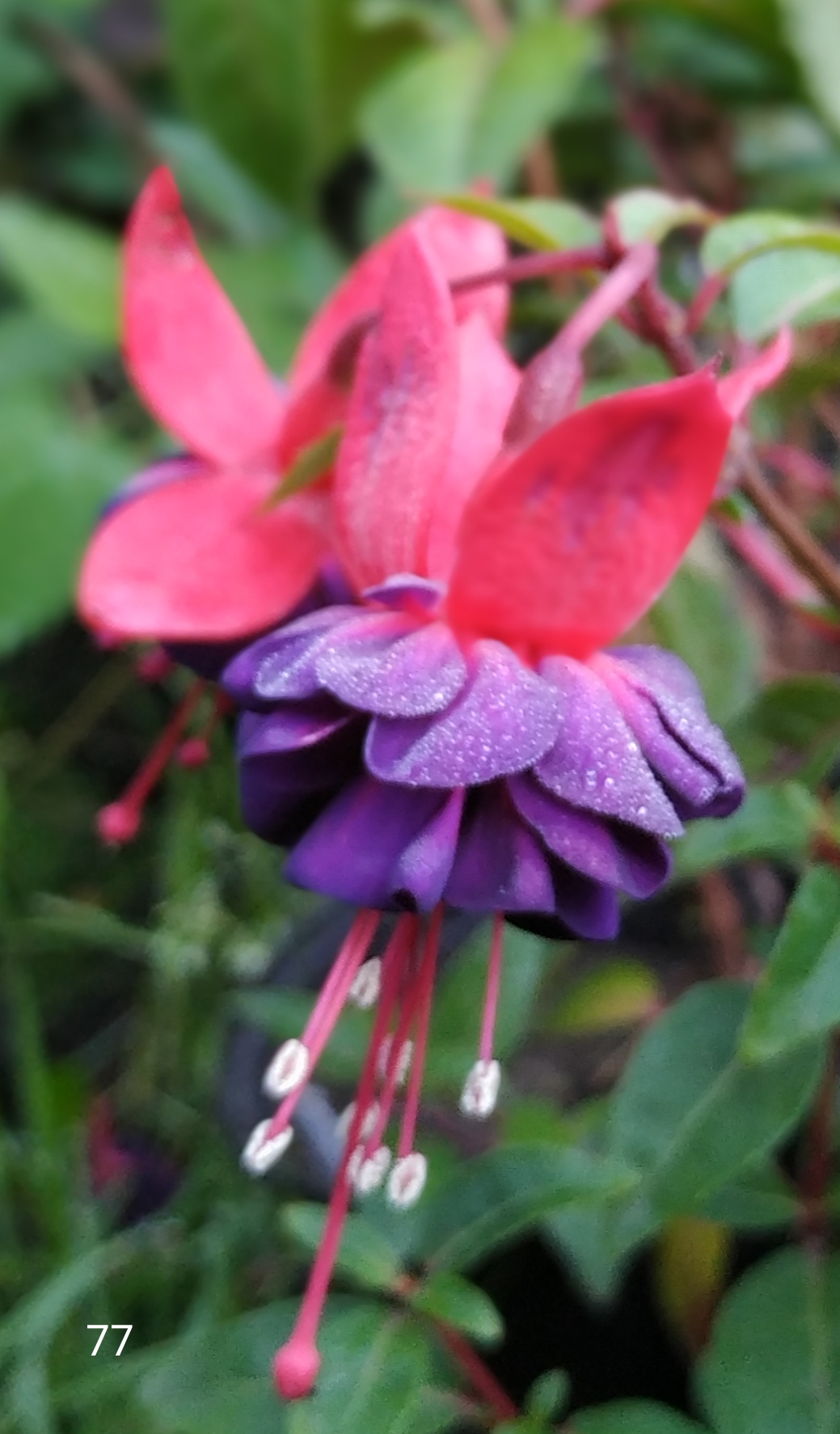 Hang Dollar Princess (77)