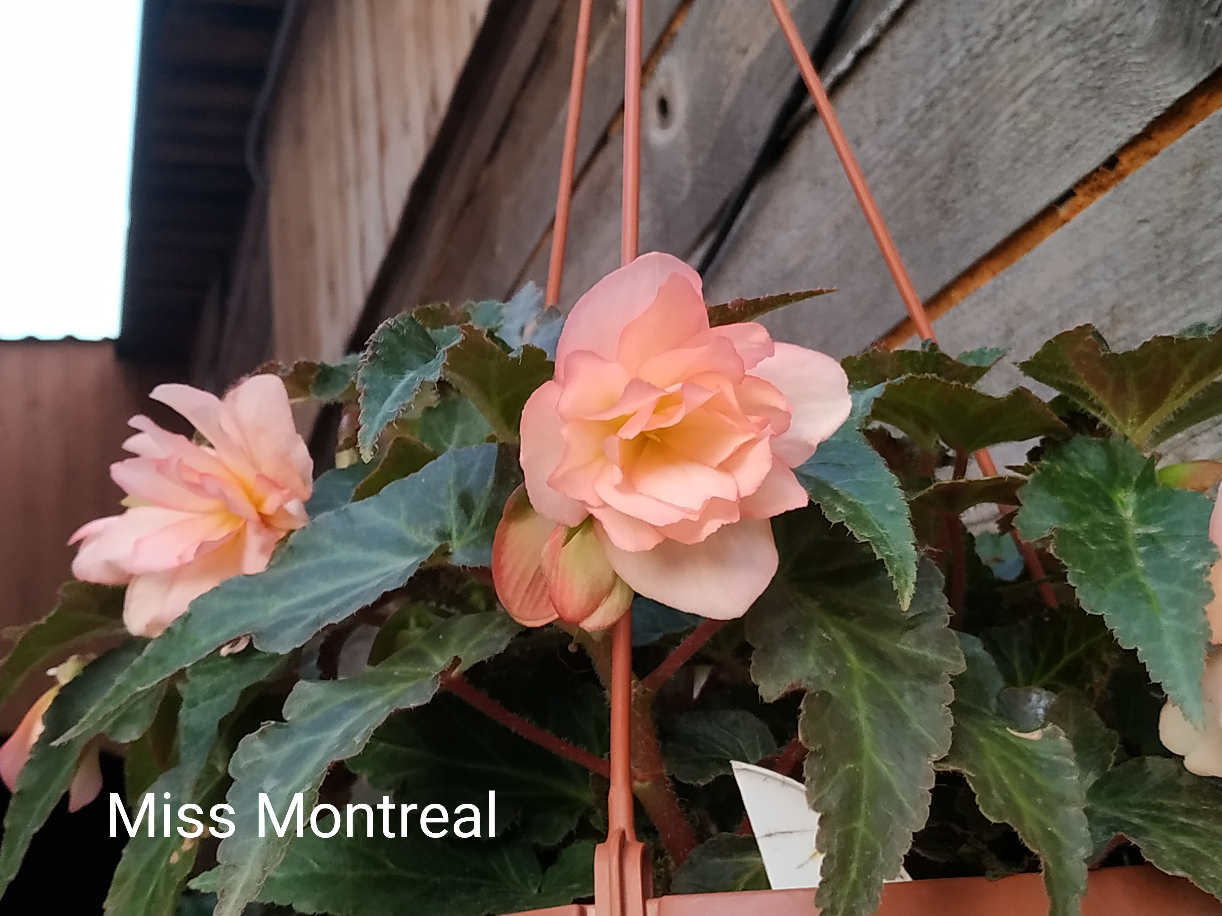 Iconia Miss Montreal