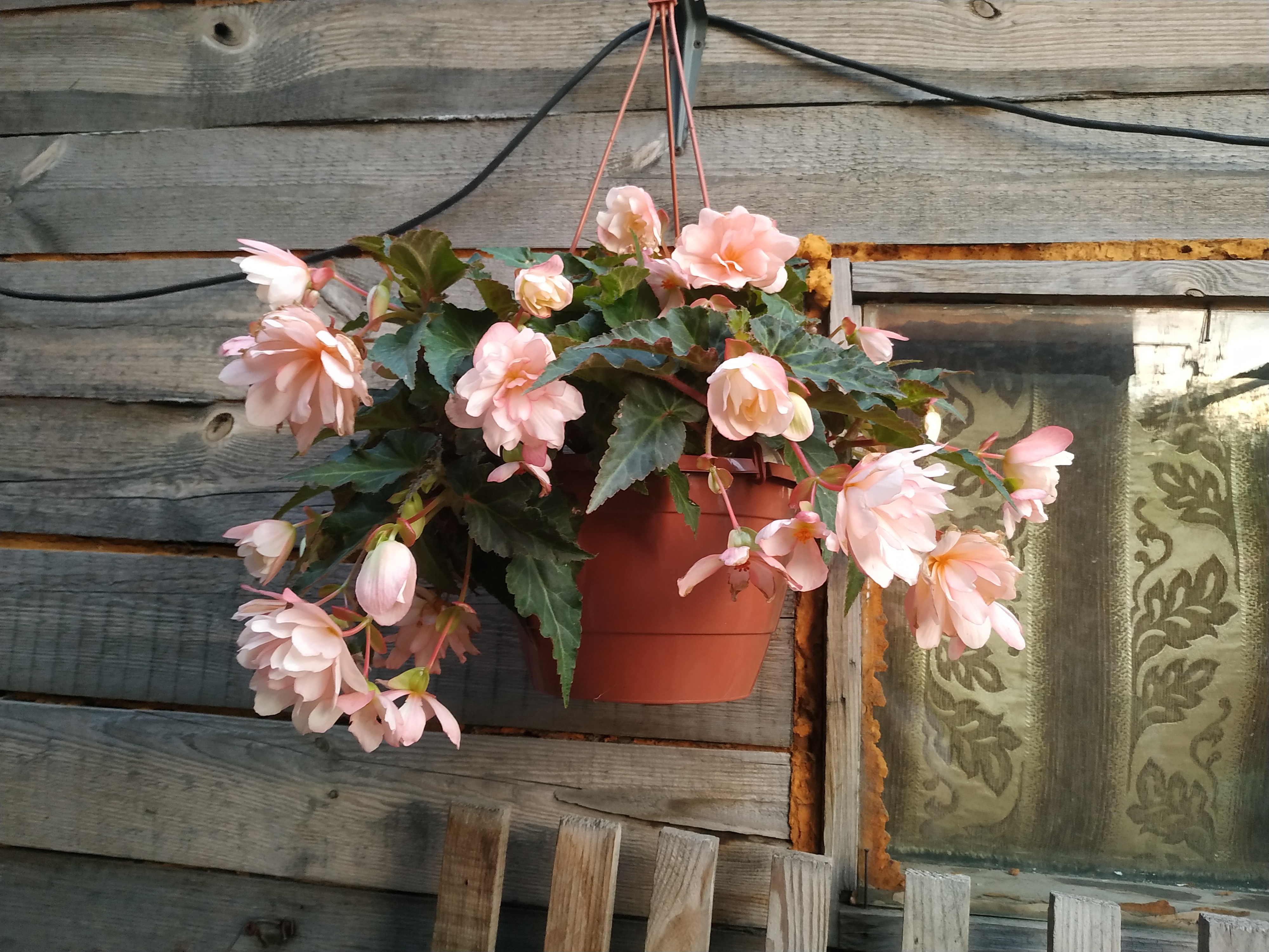 Iconia Miss Montreal (8)