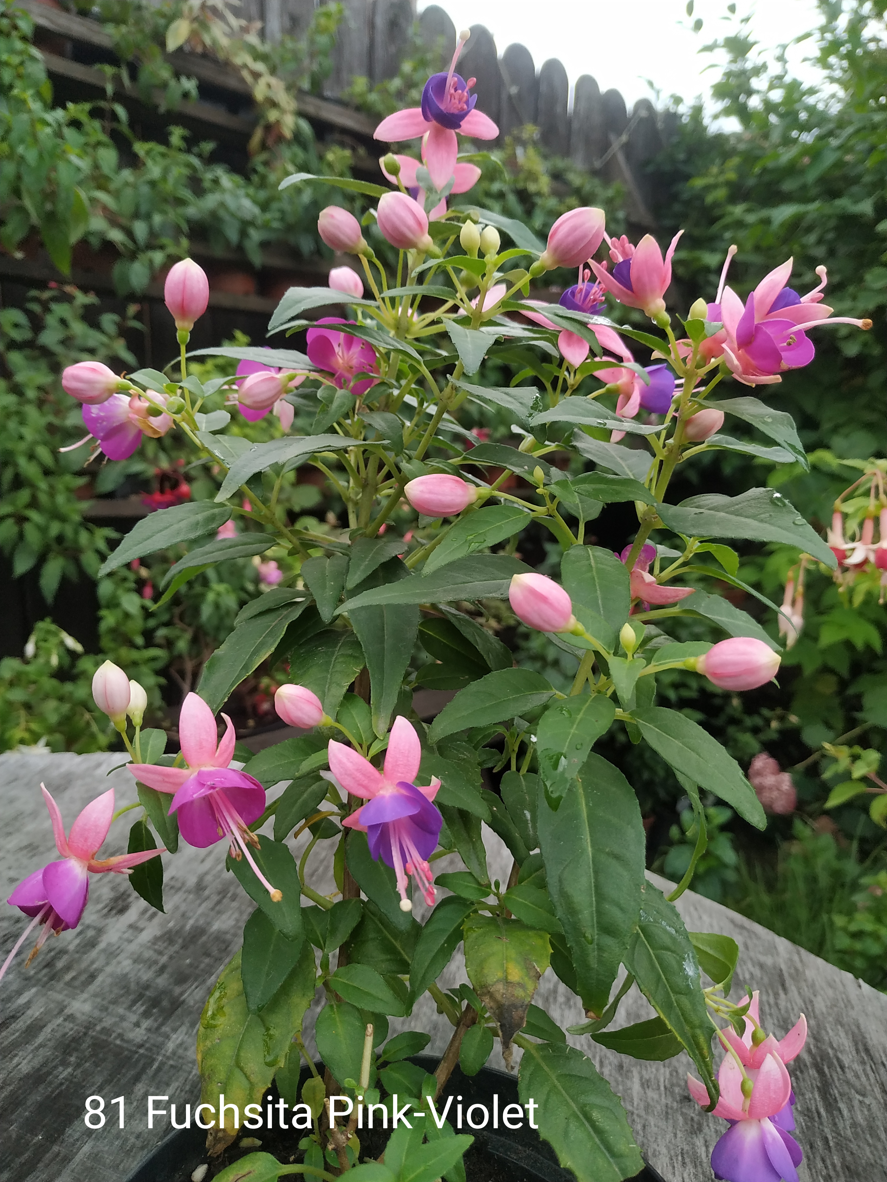 Fuchsita Pink-Violet