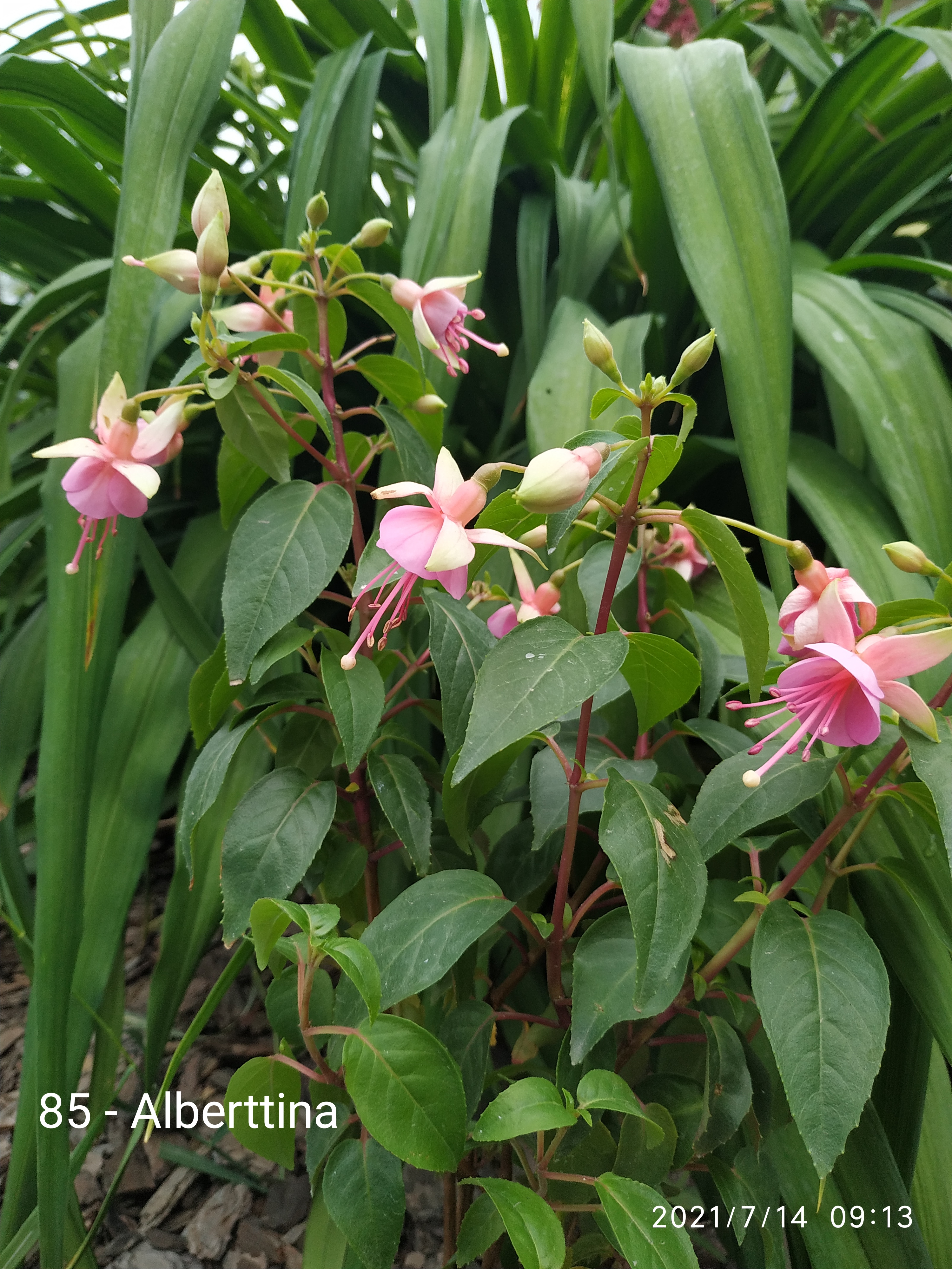 Alberttina (85)