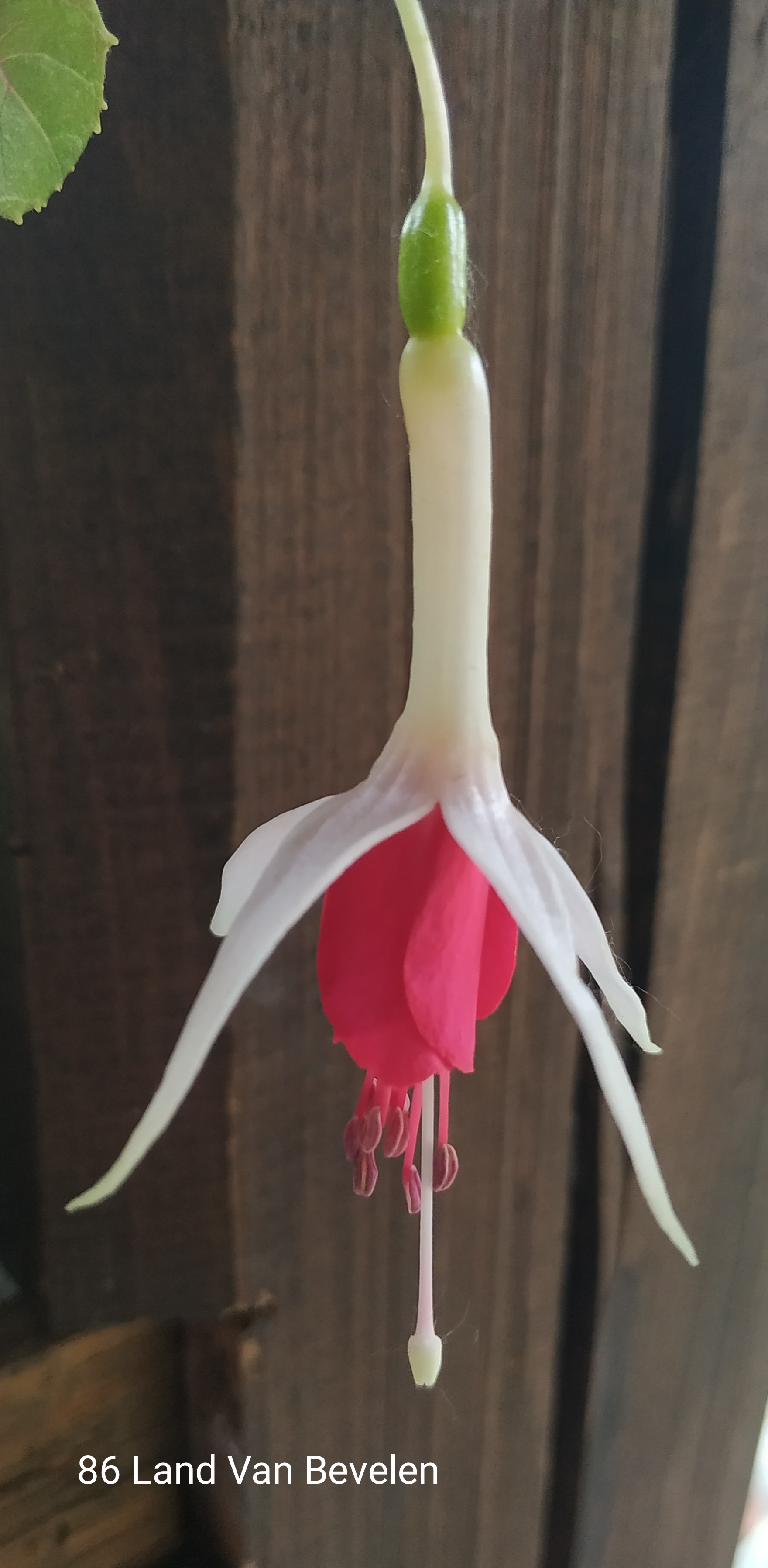 Land Van Bevelen  (86)