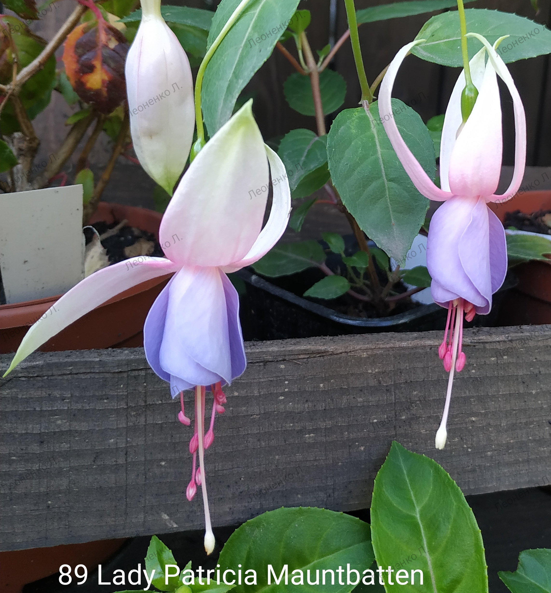 Lady Patricia Mauntbatten (89)