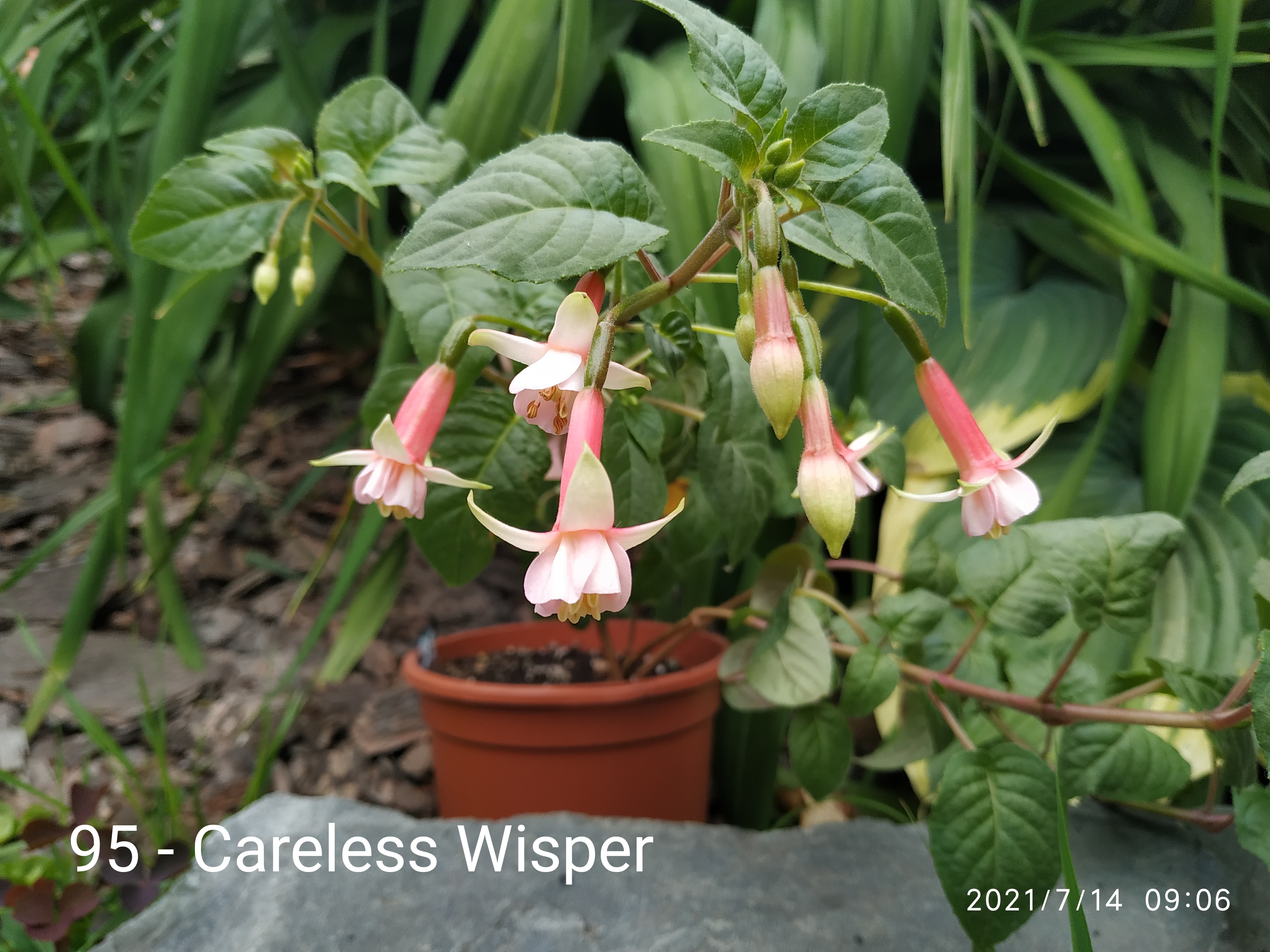 Careless Wisper