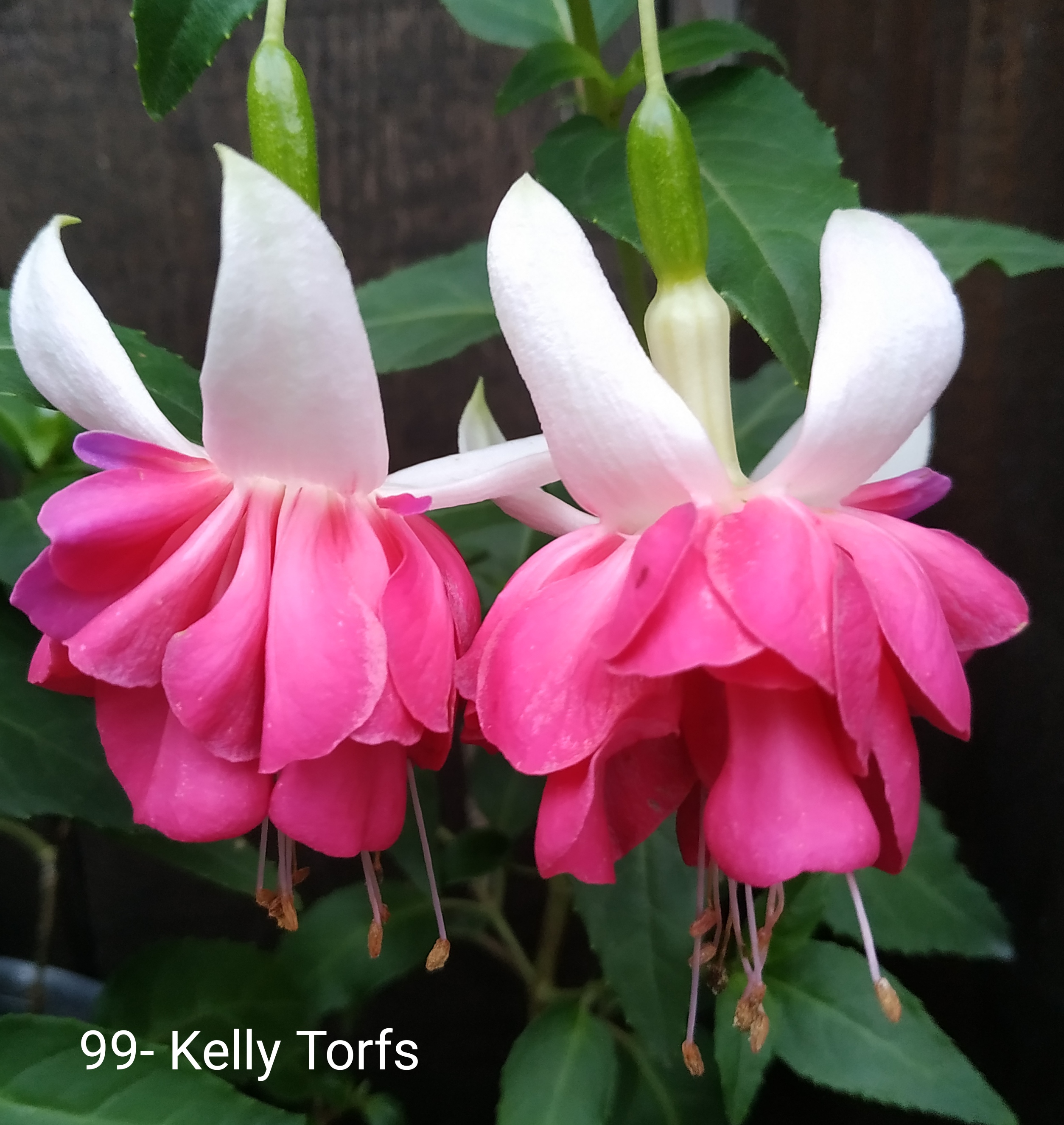 Kelly Torfs