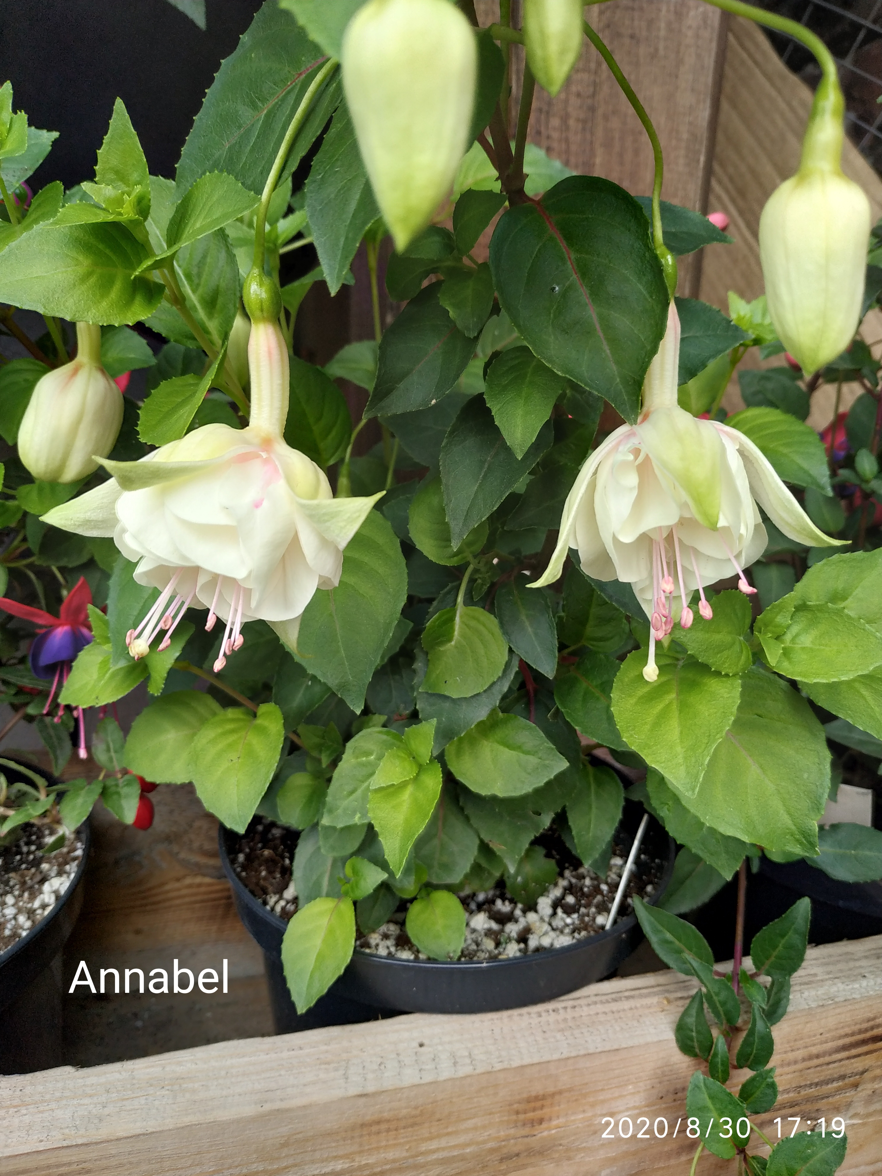 Annabel