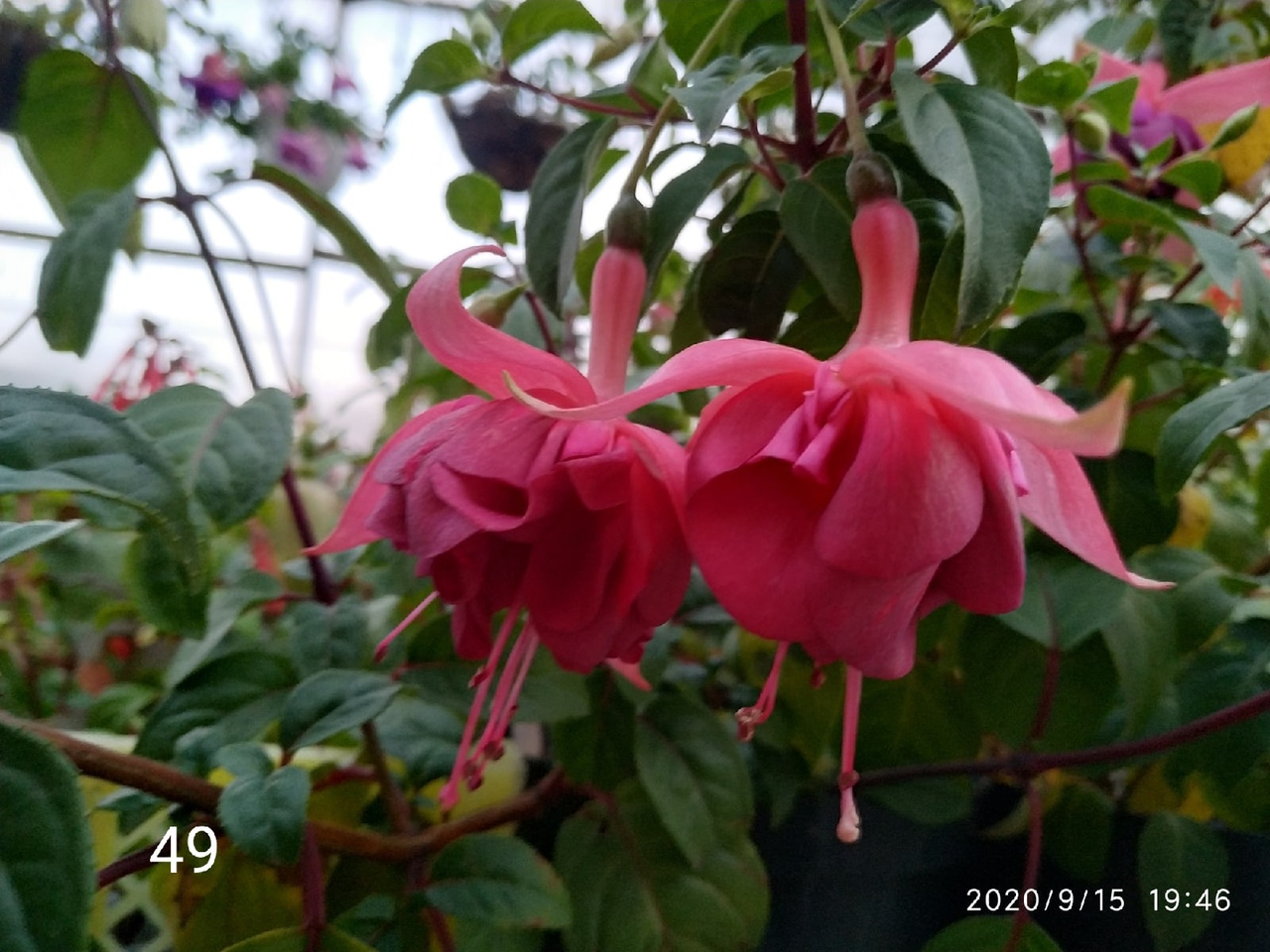 Armbro Campbell (49)