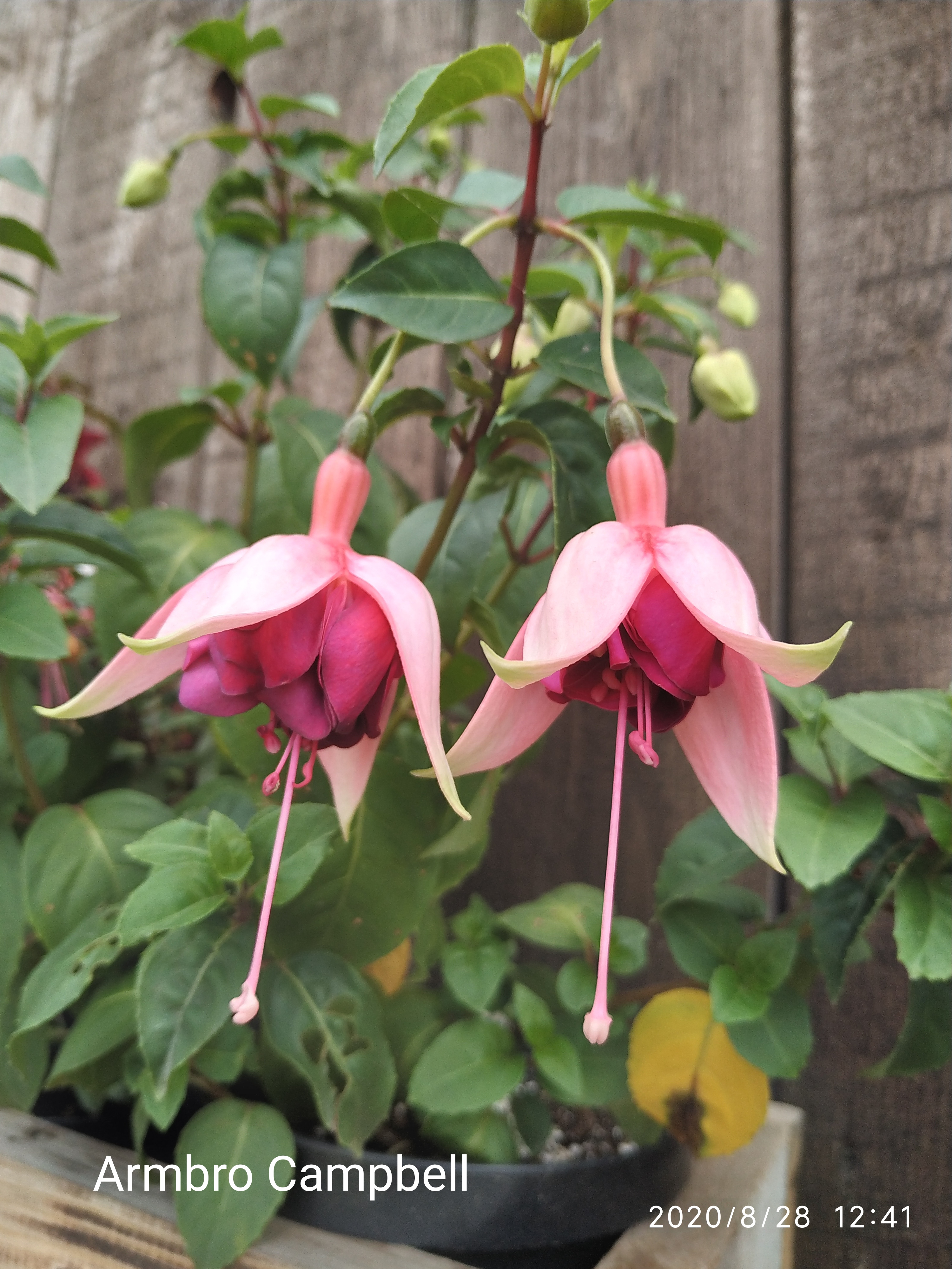 Armbro Campbell (49)