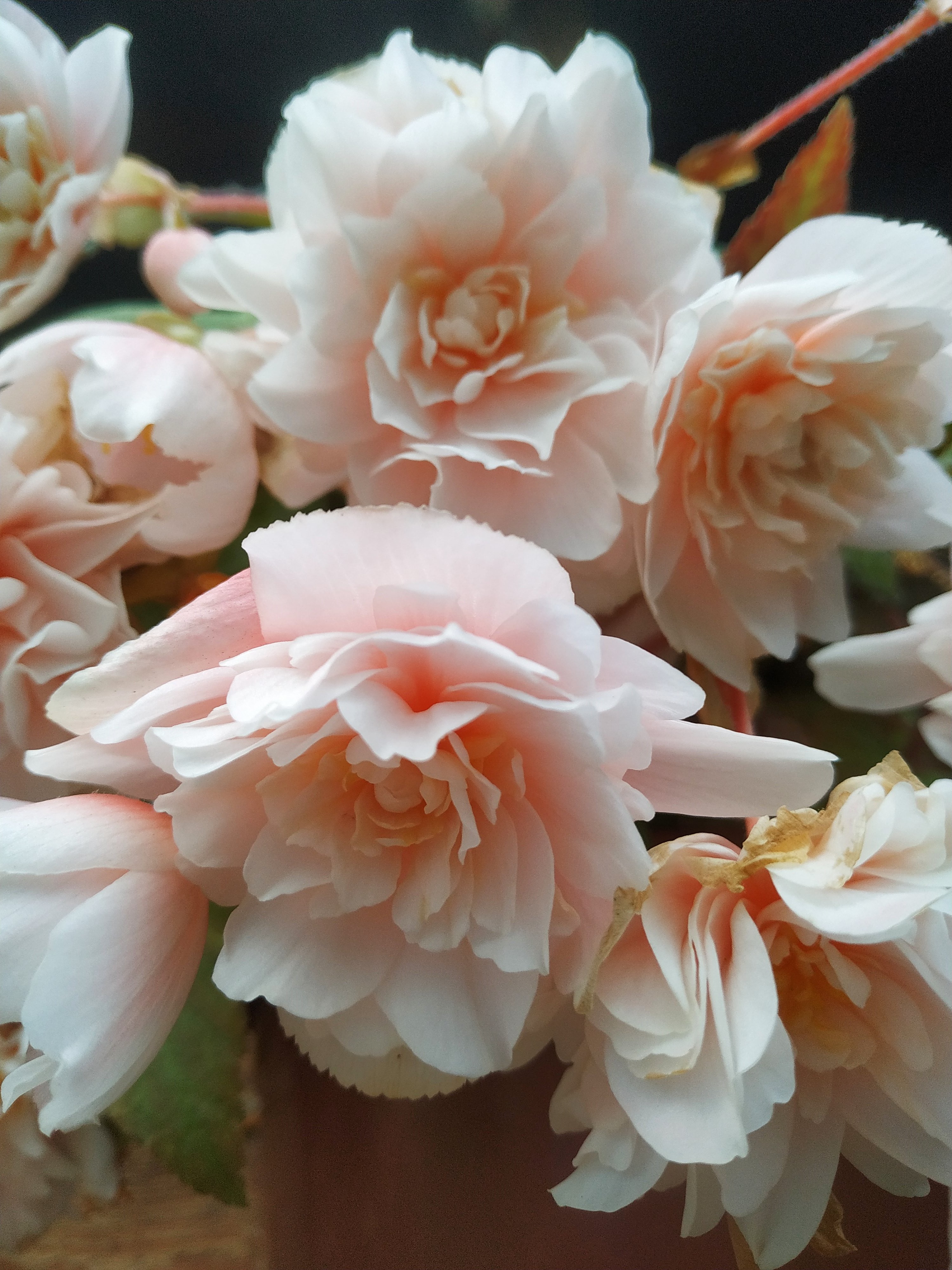 BЕLINA АРRIСОТ