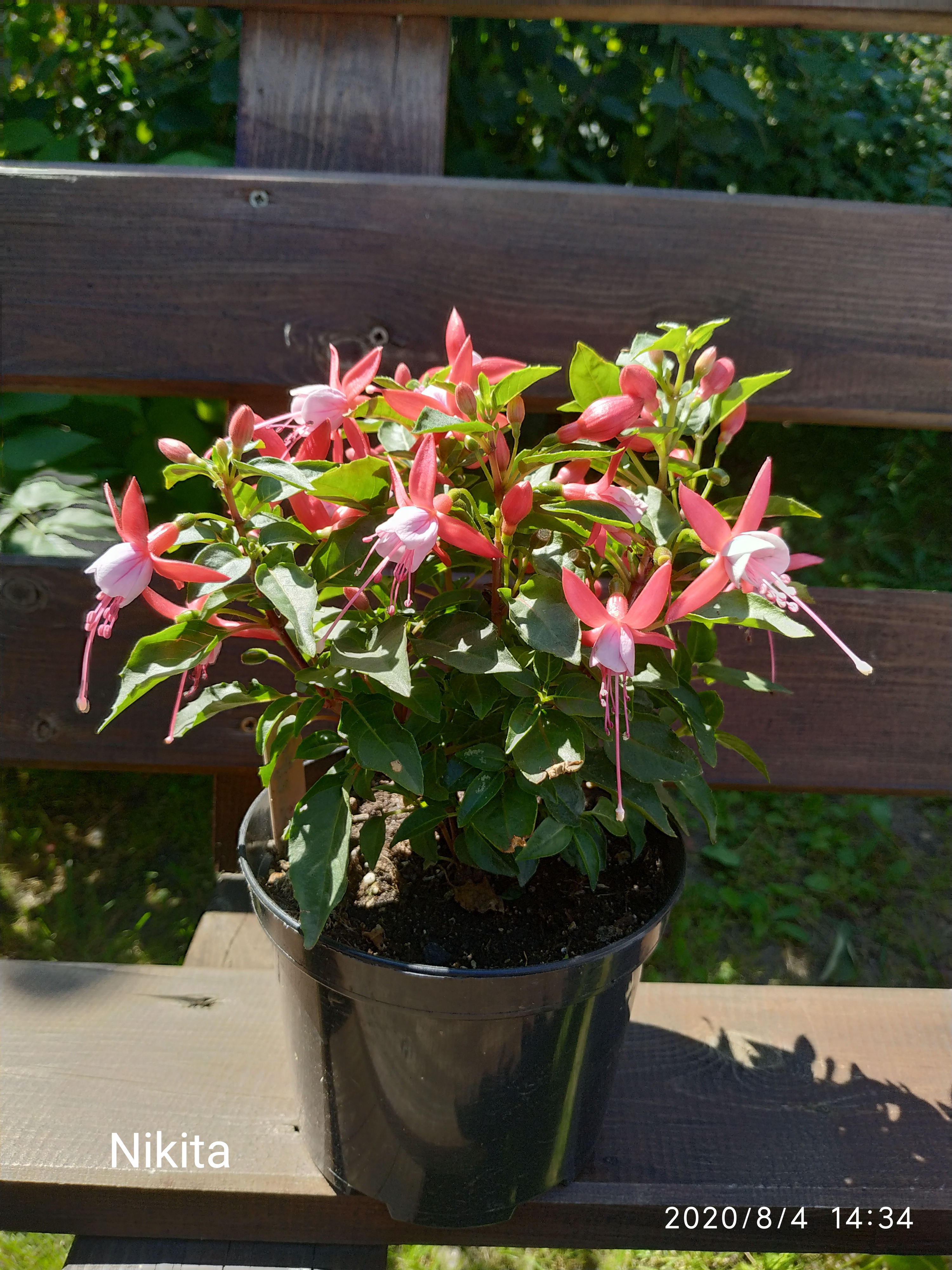 Bella Fuchsia Nikita