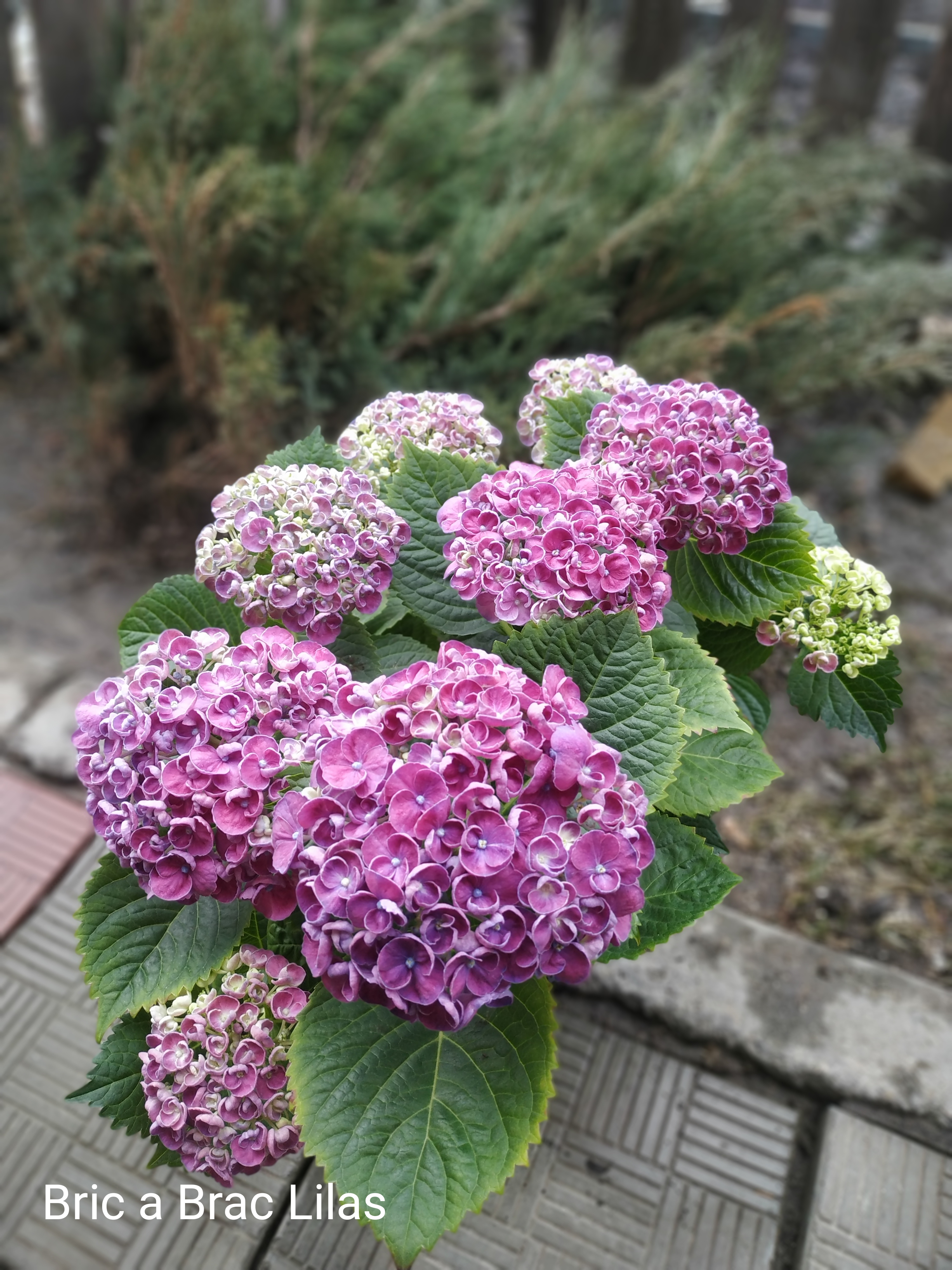 Bric a Brac Lilas