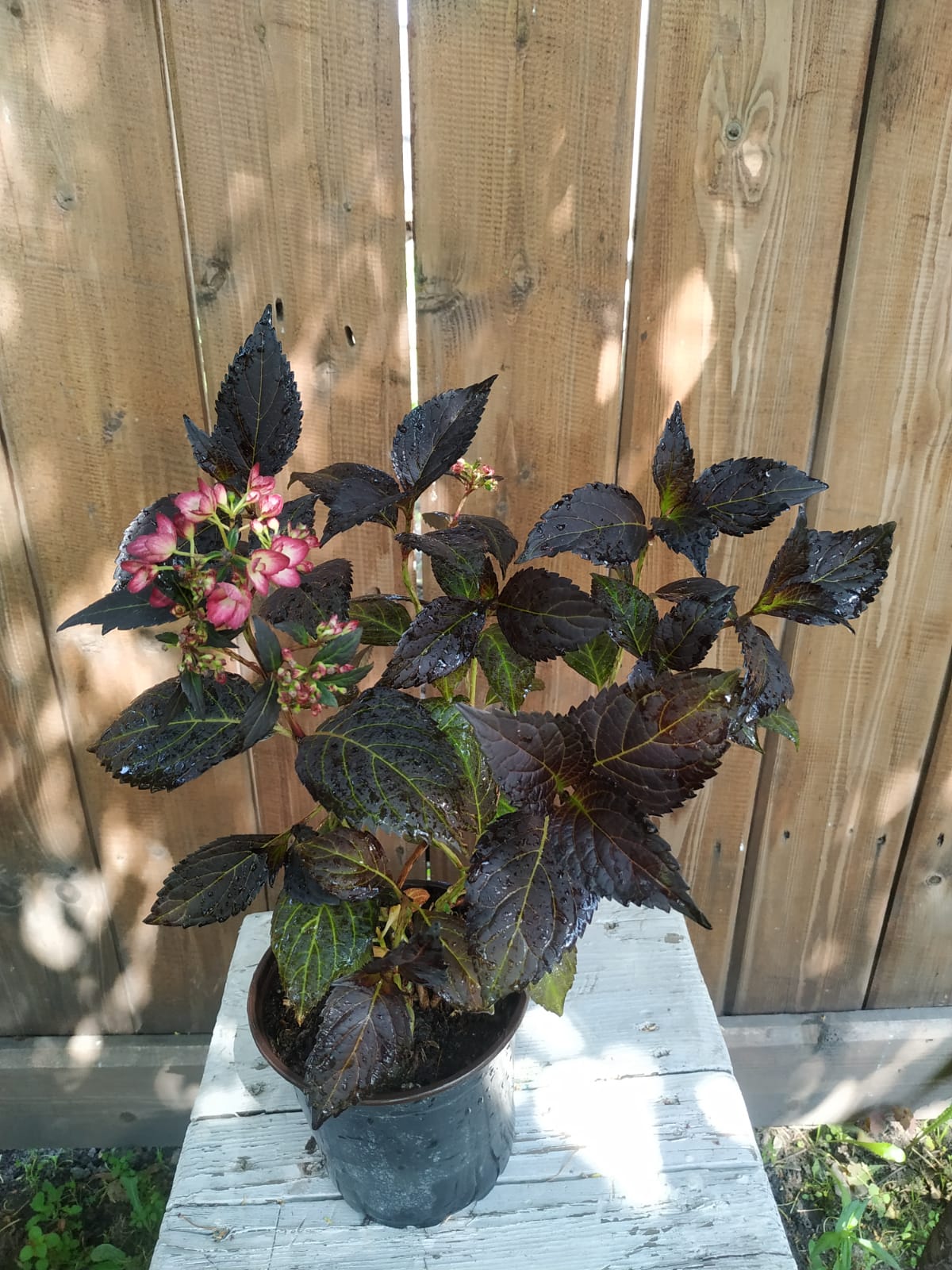 Eclips First Editions