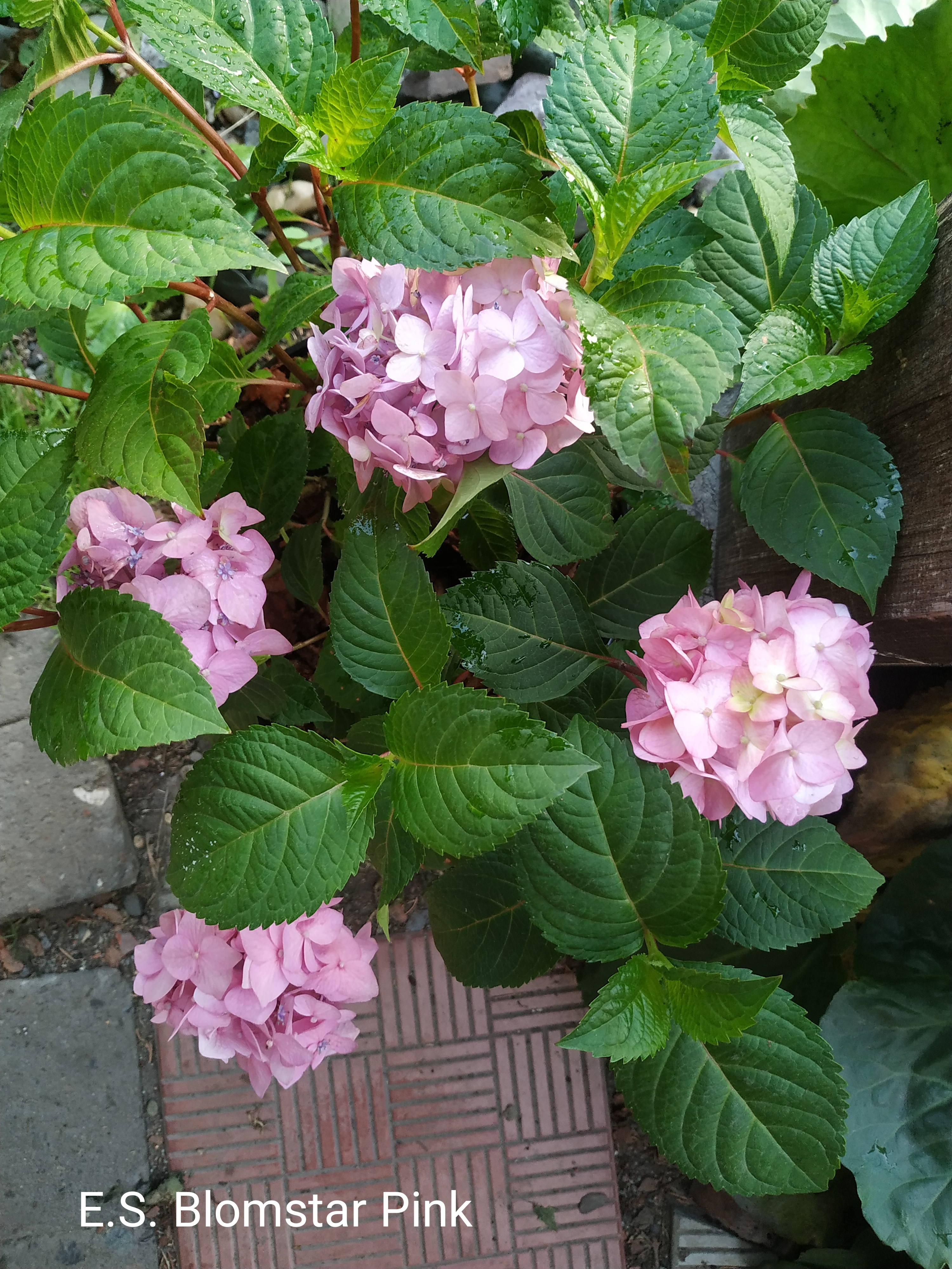 Endless Summer Bloomstar pink