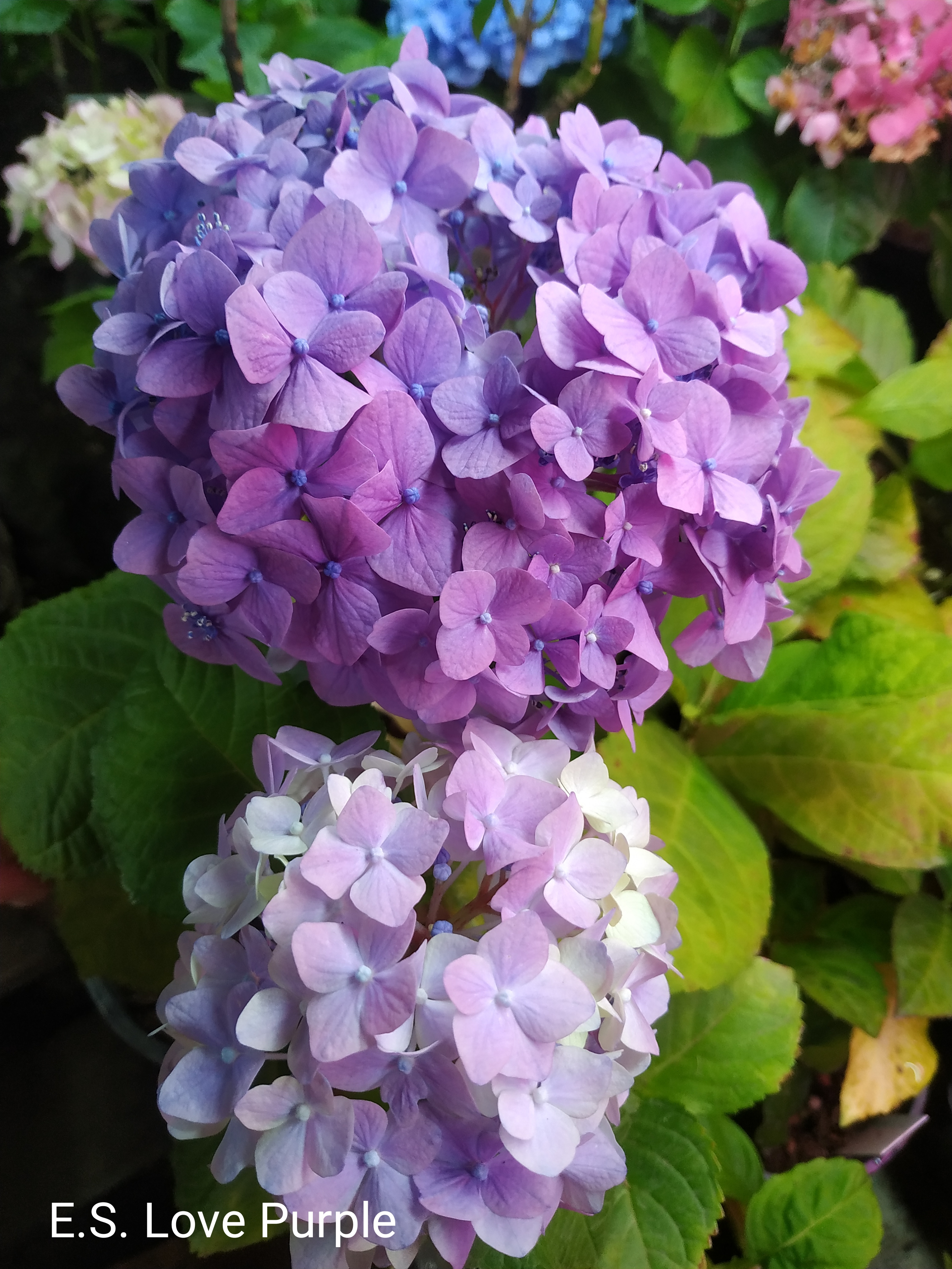 Endless Summer Love purple