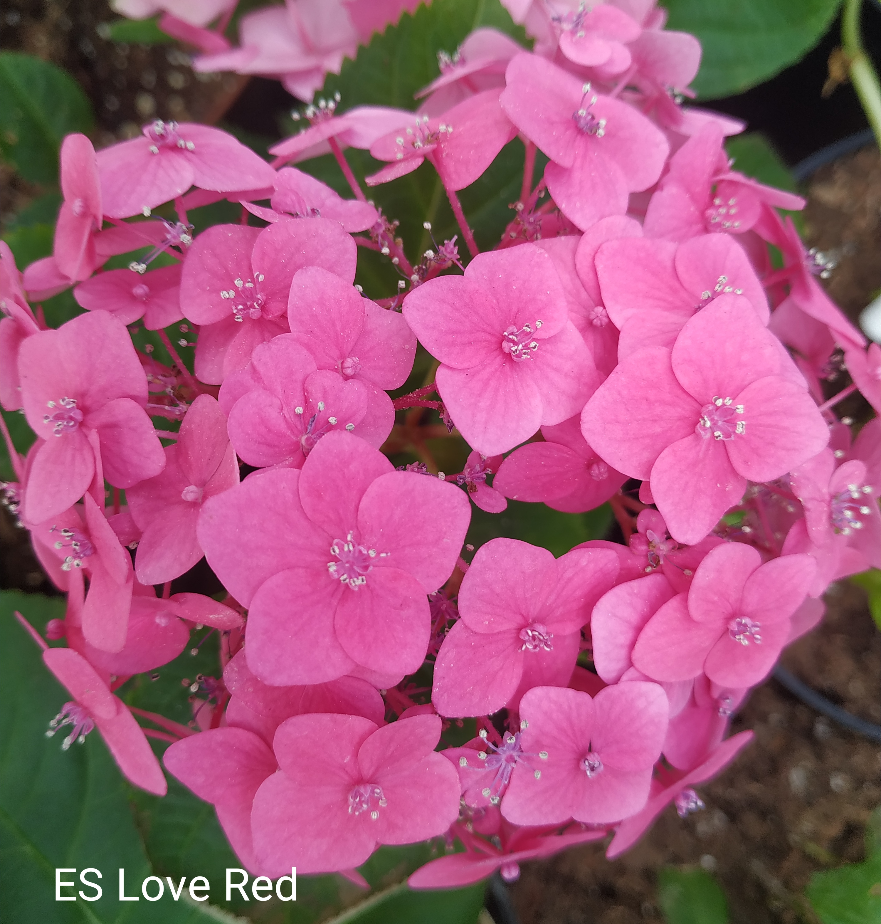 Endless Summer Love red