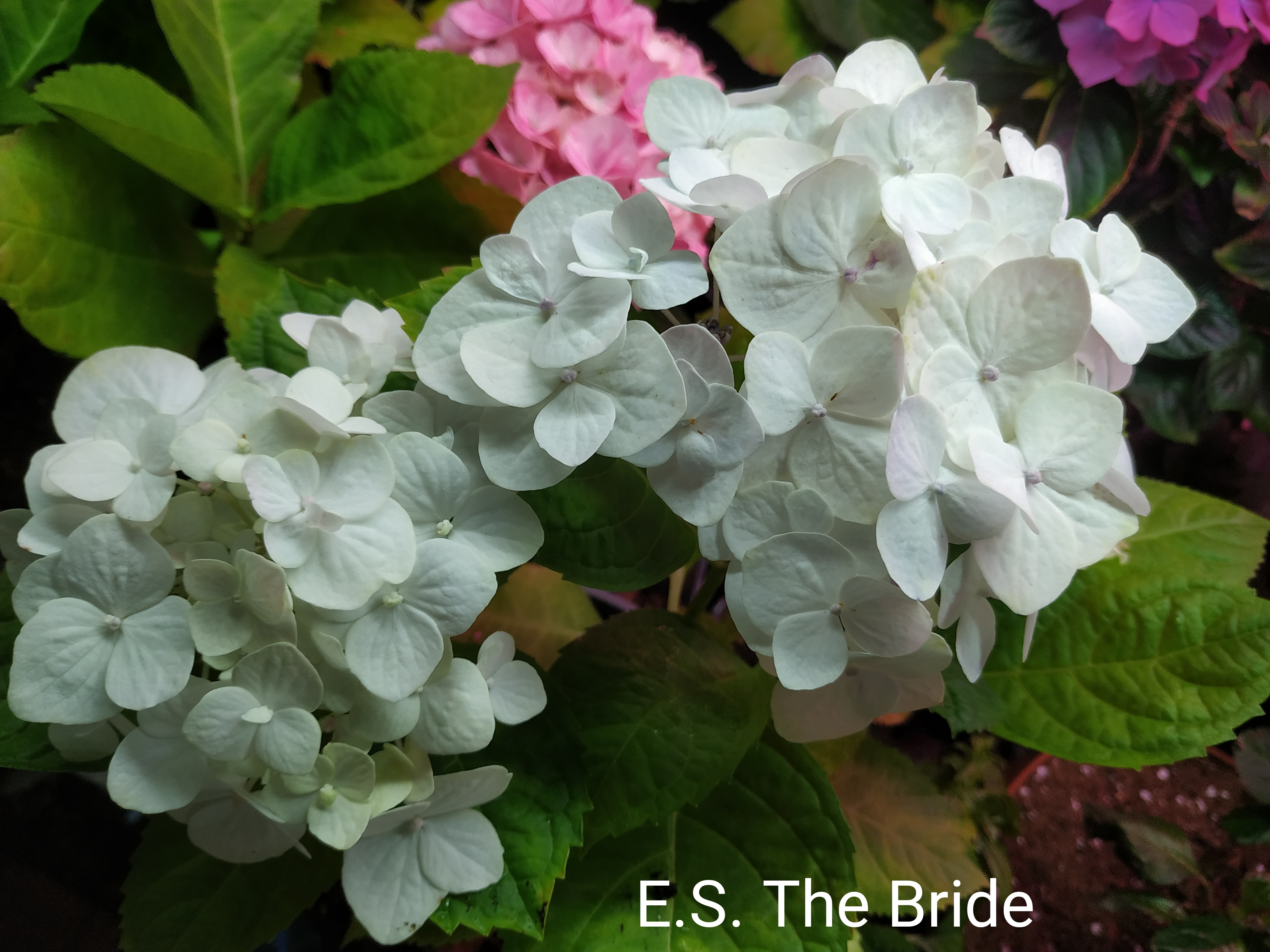 Endless Summer The Bride