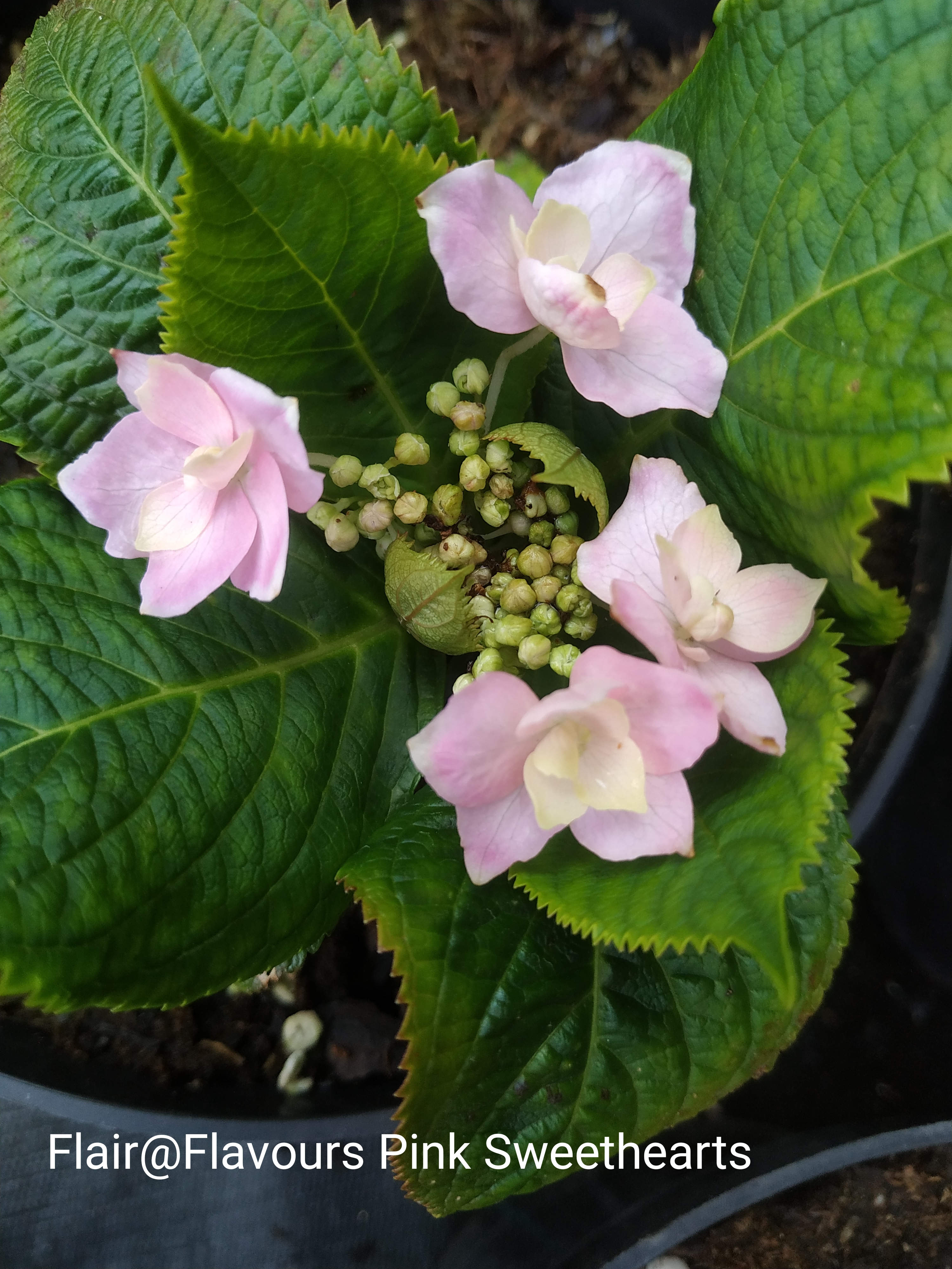 Flair & Flavours® Pink Sweethearts