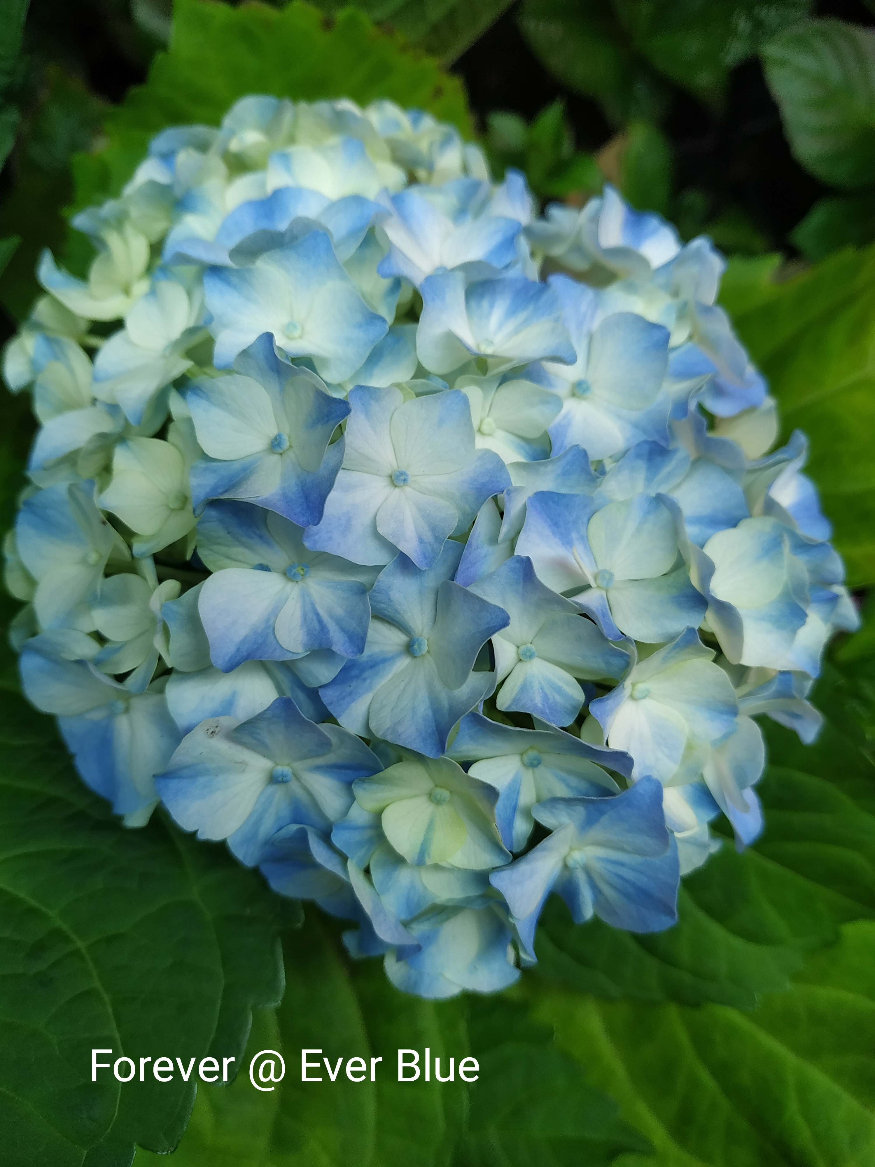 Forever Ever Blue