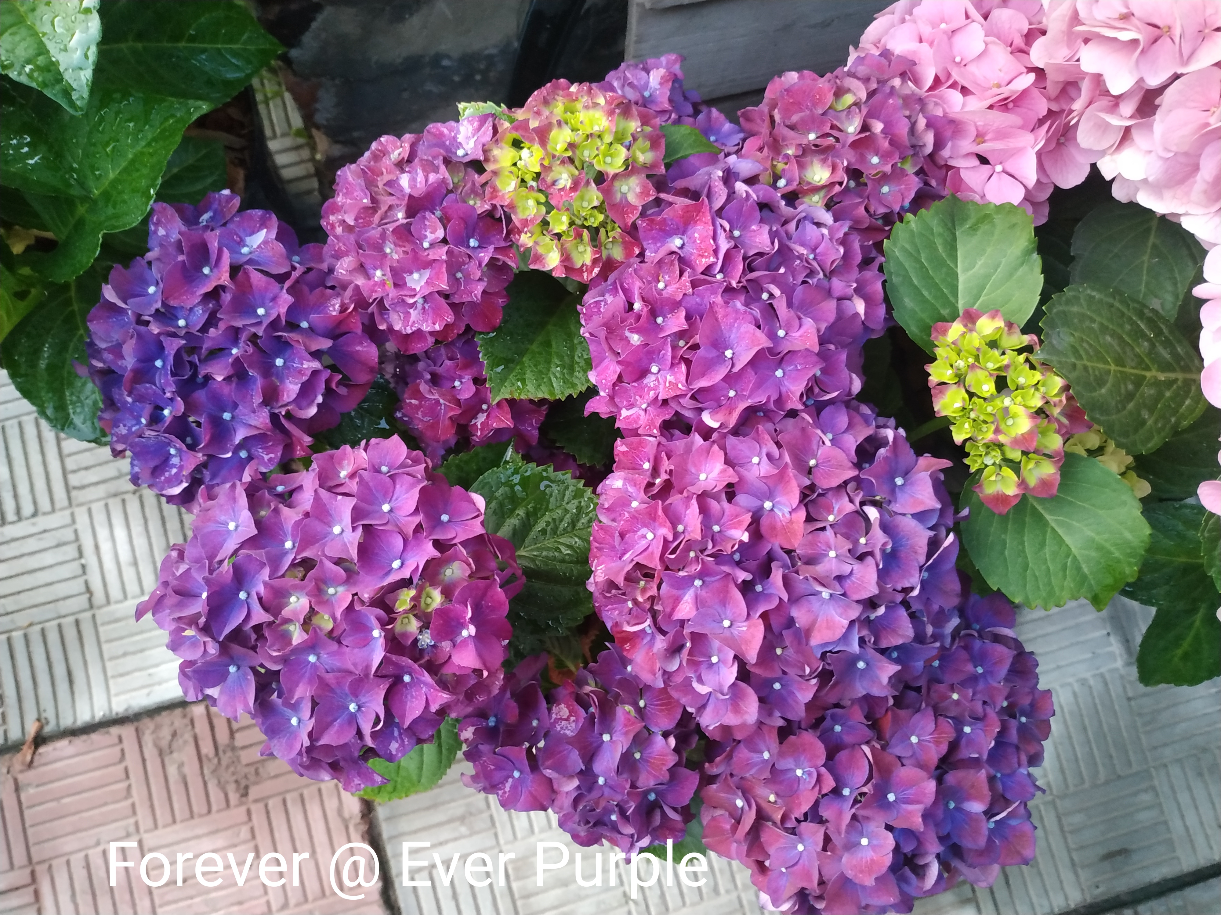 Forever Ever purple