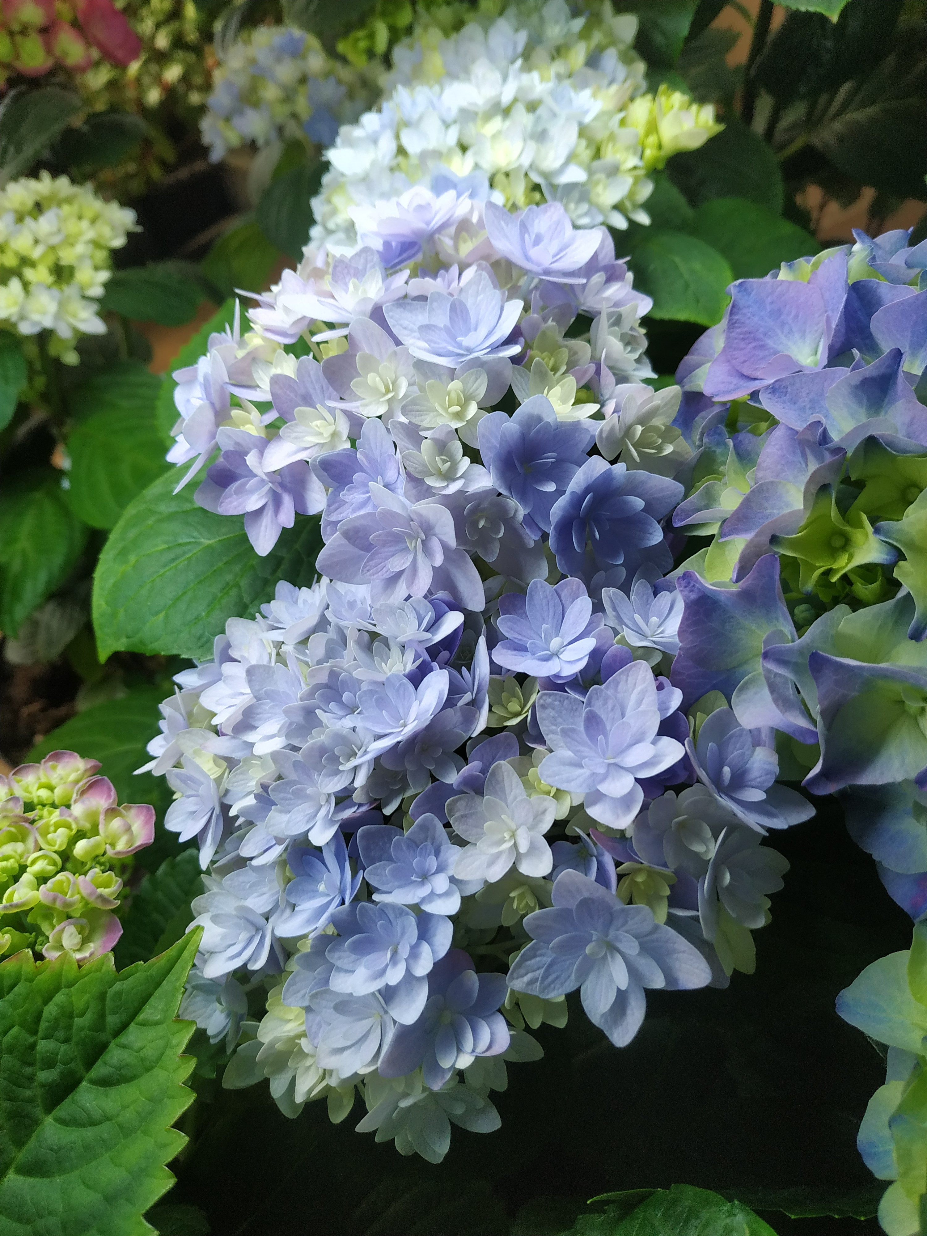 Formidable Stellar Blue