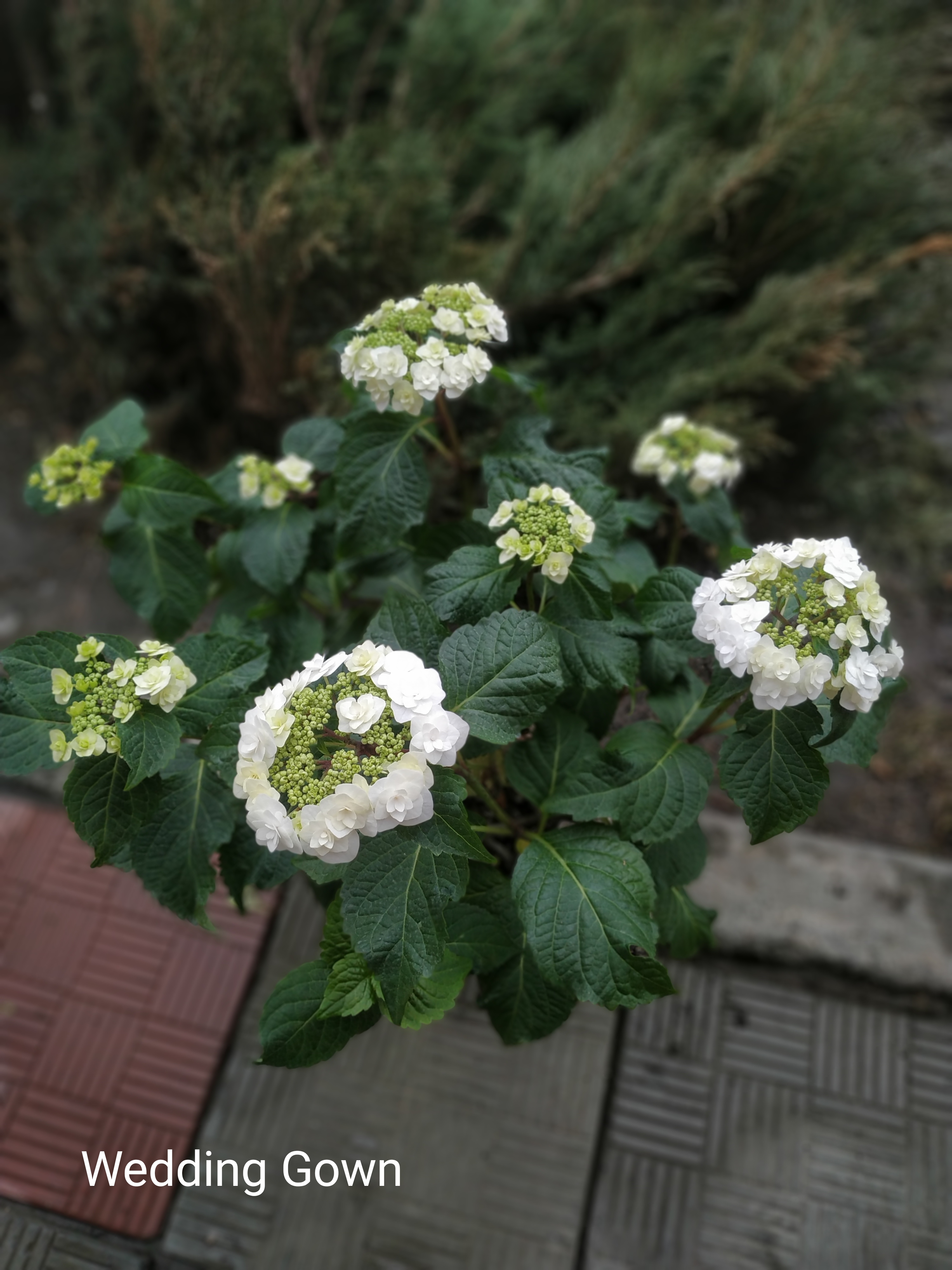 Formidable Wedding Gown