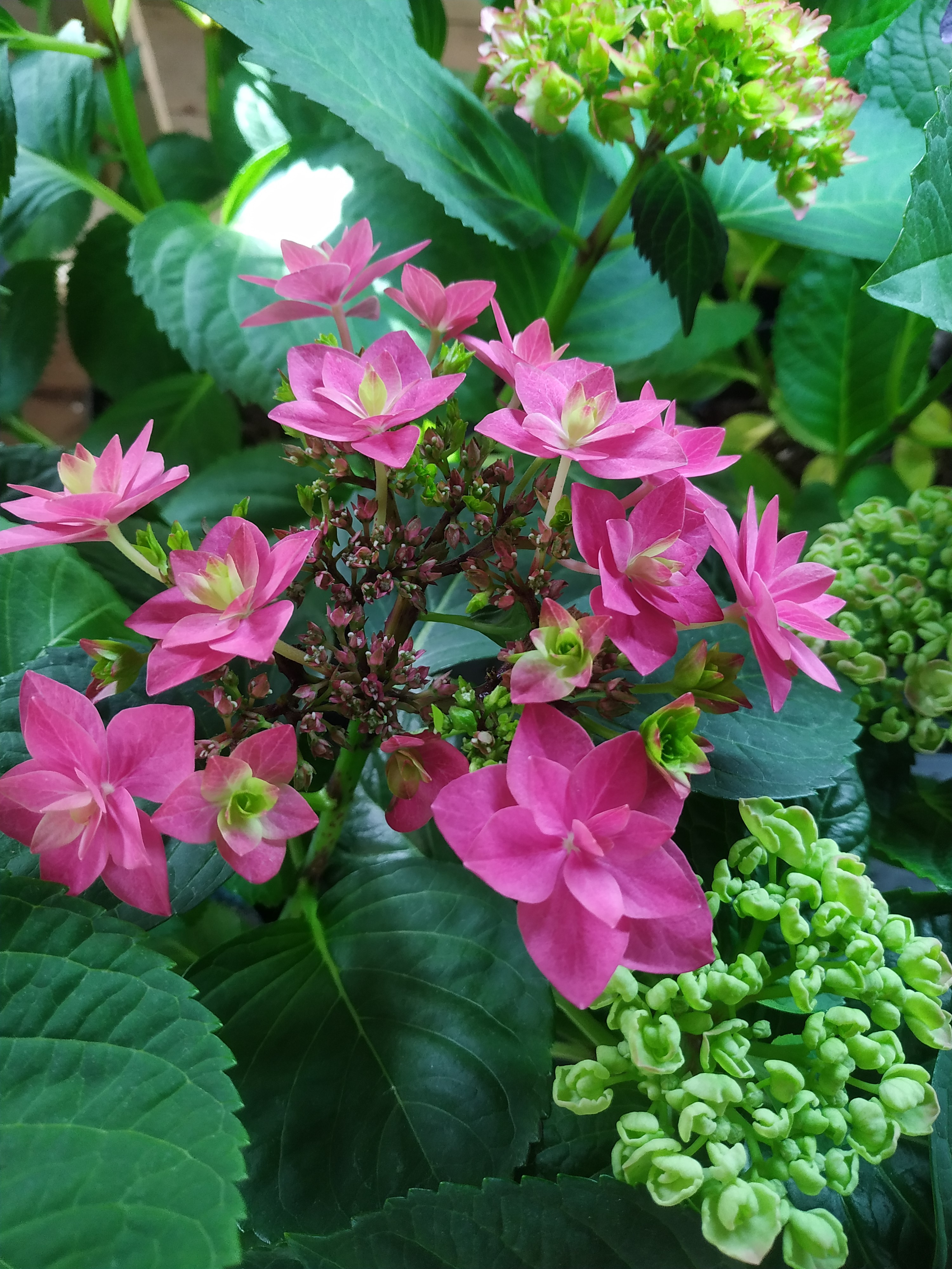 Francy Hot Pink