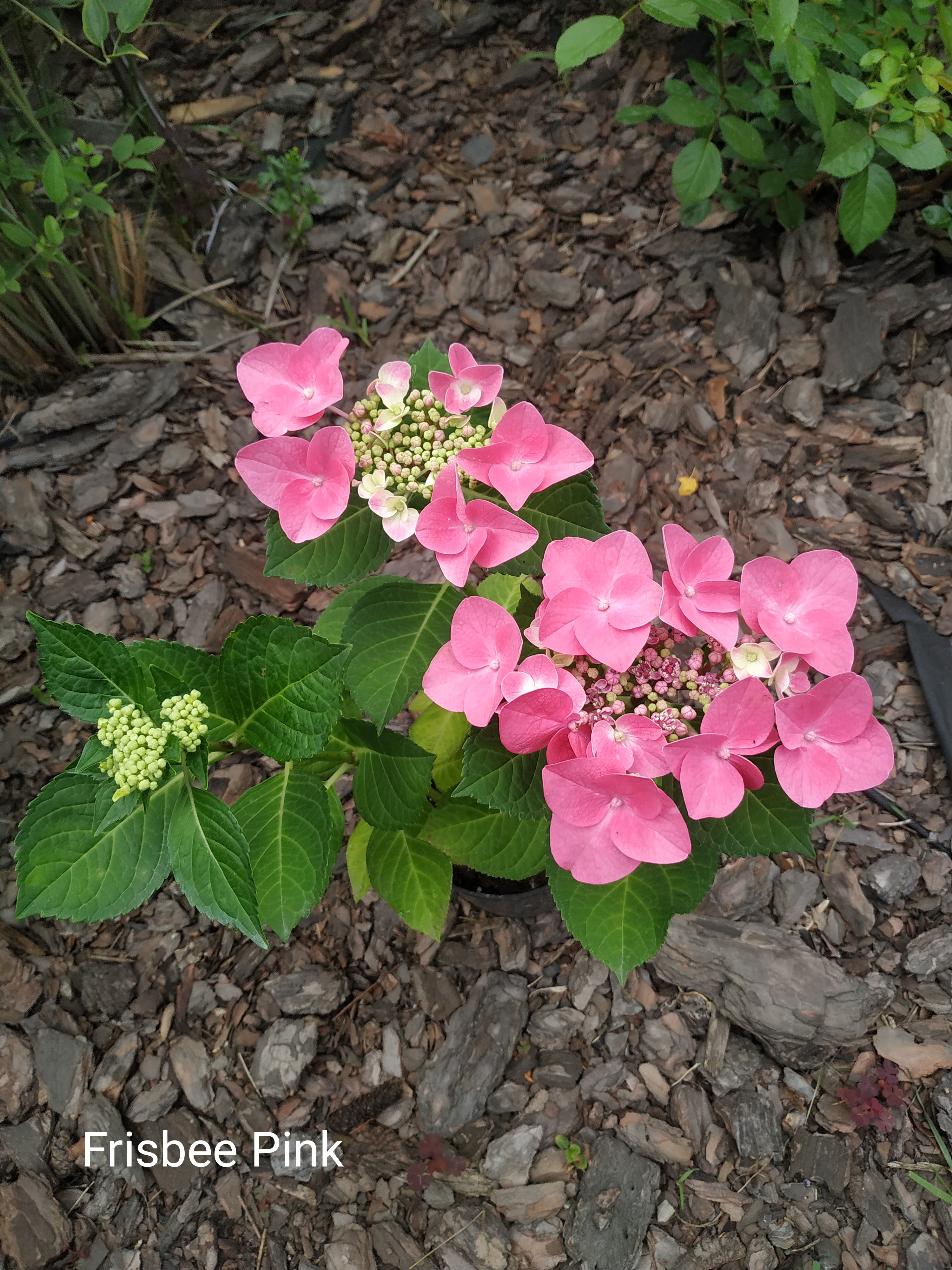 Frisbее® hоt рink