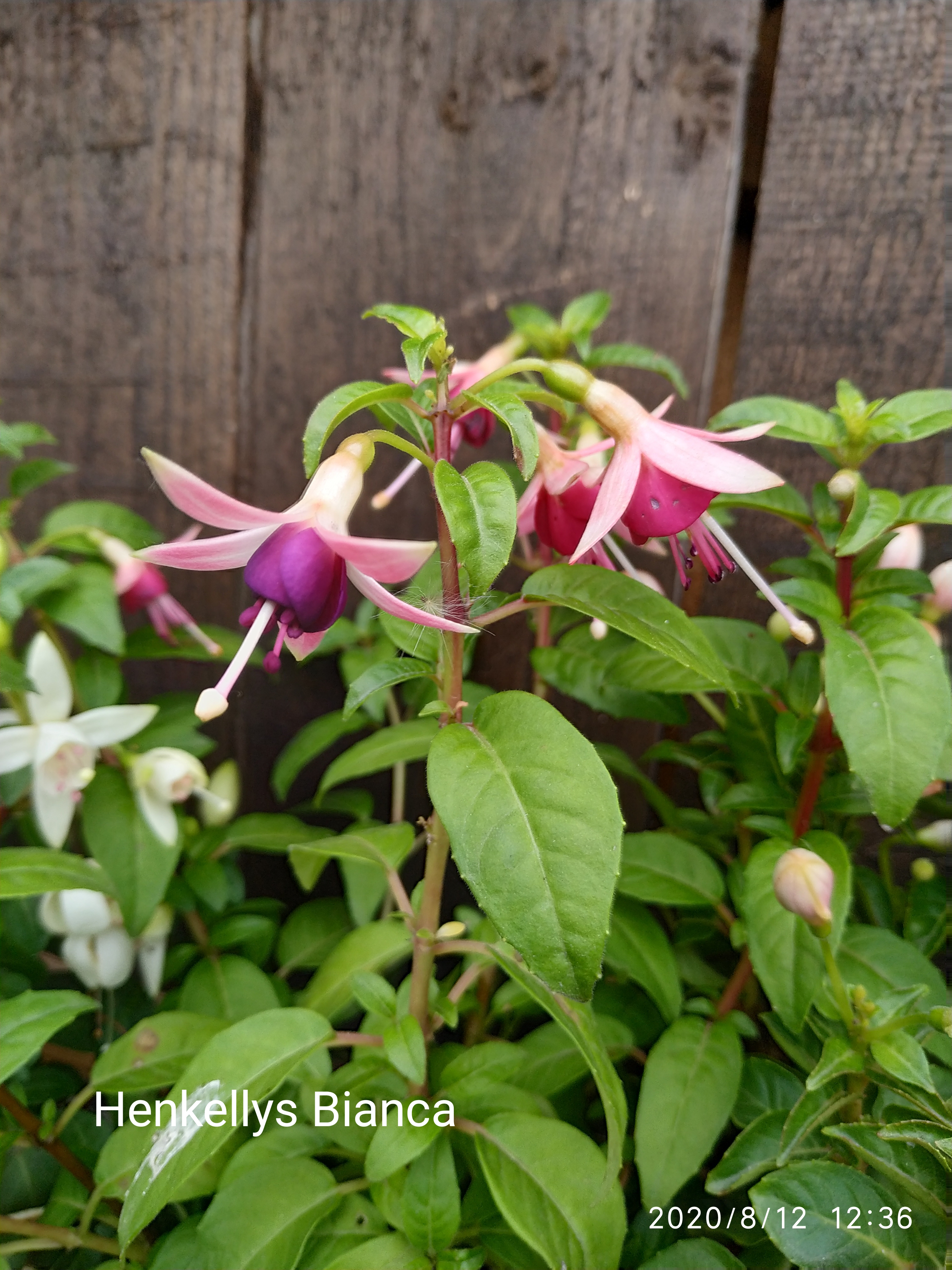 Henkellys Bianca (64)