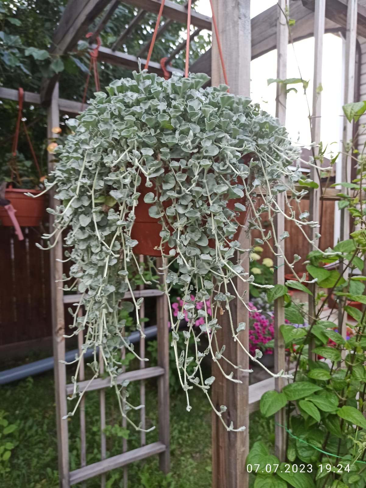 Дихондра Silver Falls